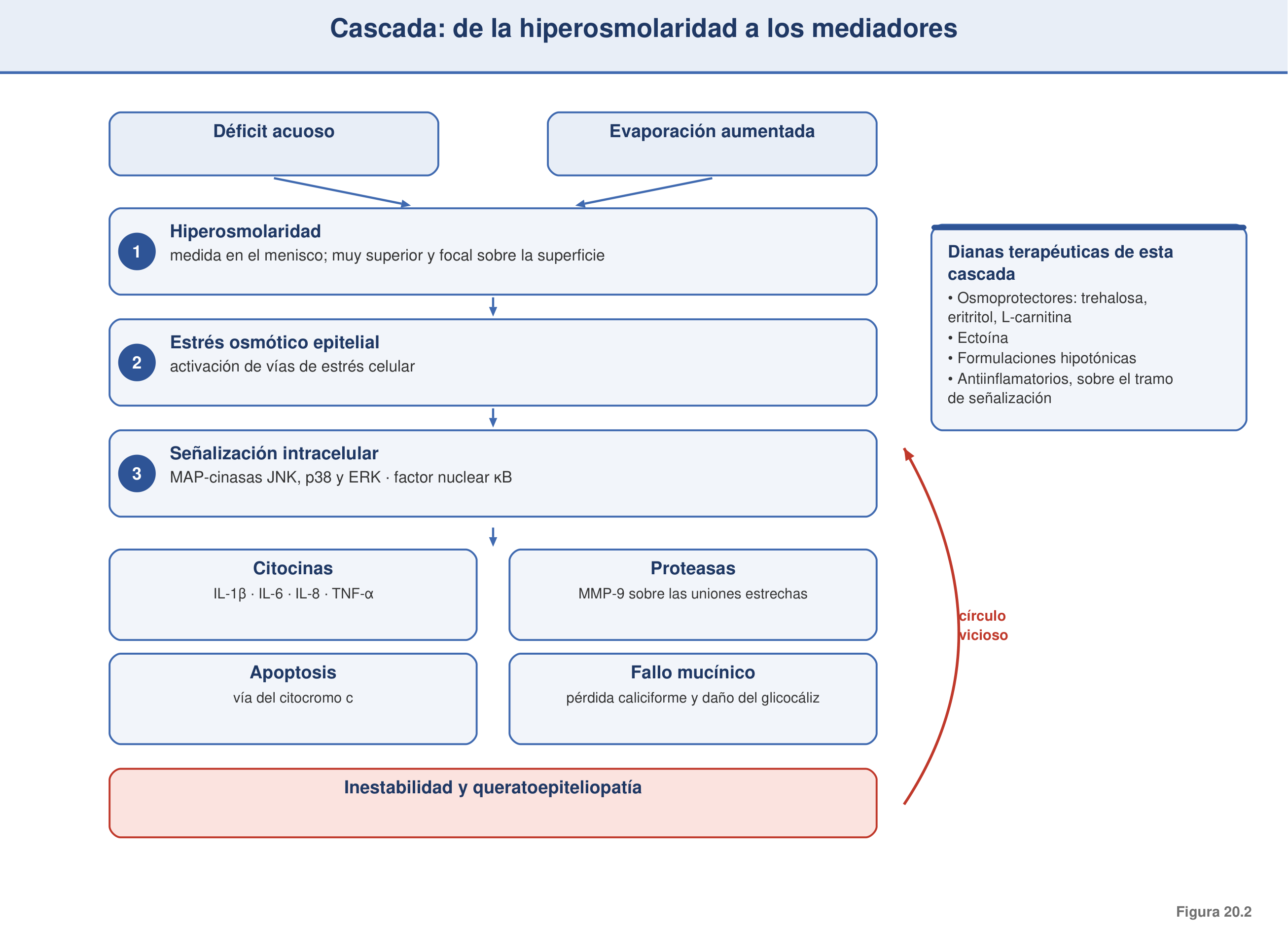 Figura 20.2 — Cascada hiperosmolaridad → mediadores
