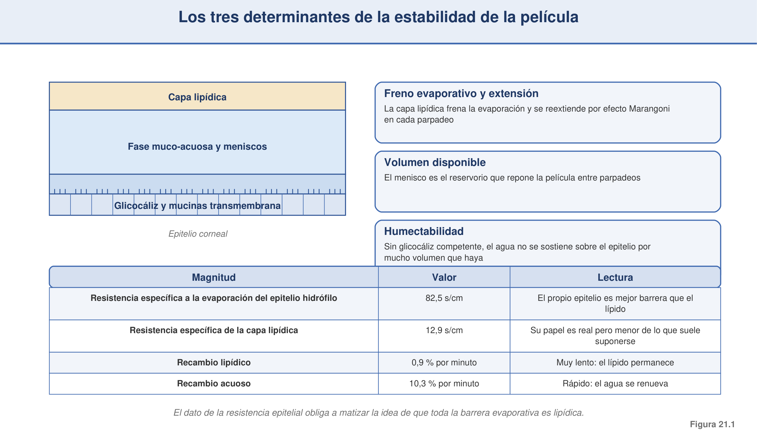 Figura 21.1 — Determinantes de la estabilidad de la película lagrimal