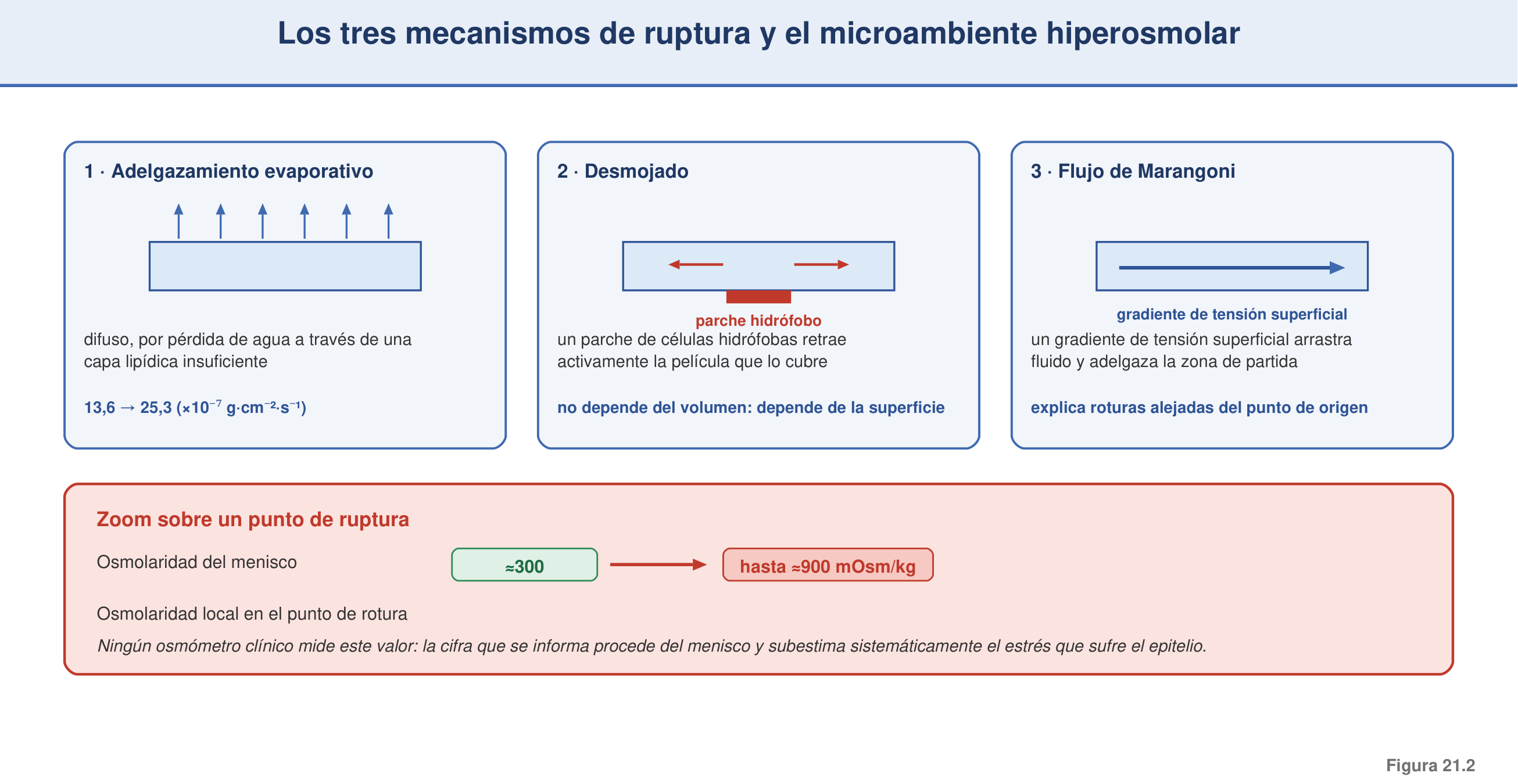 Figura 21.2 — Mecanismos de ruptura y microambiente hiperosmolar