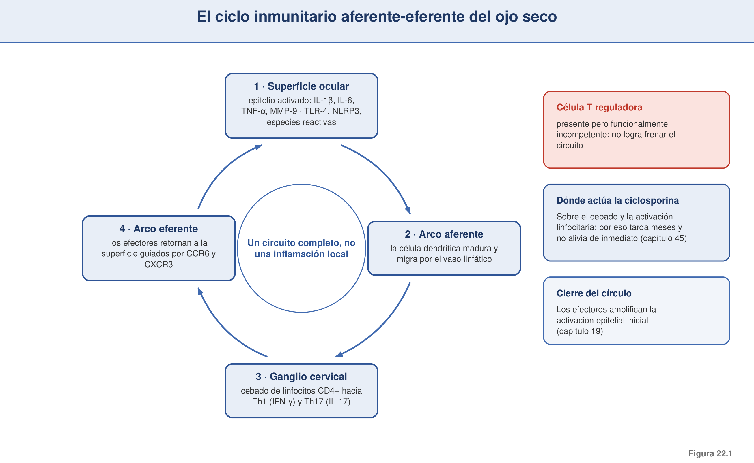 Figura 22.1 — Ciclo inmunitario aferente-eferente del ojo seco