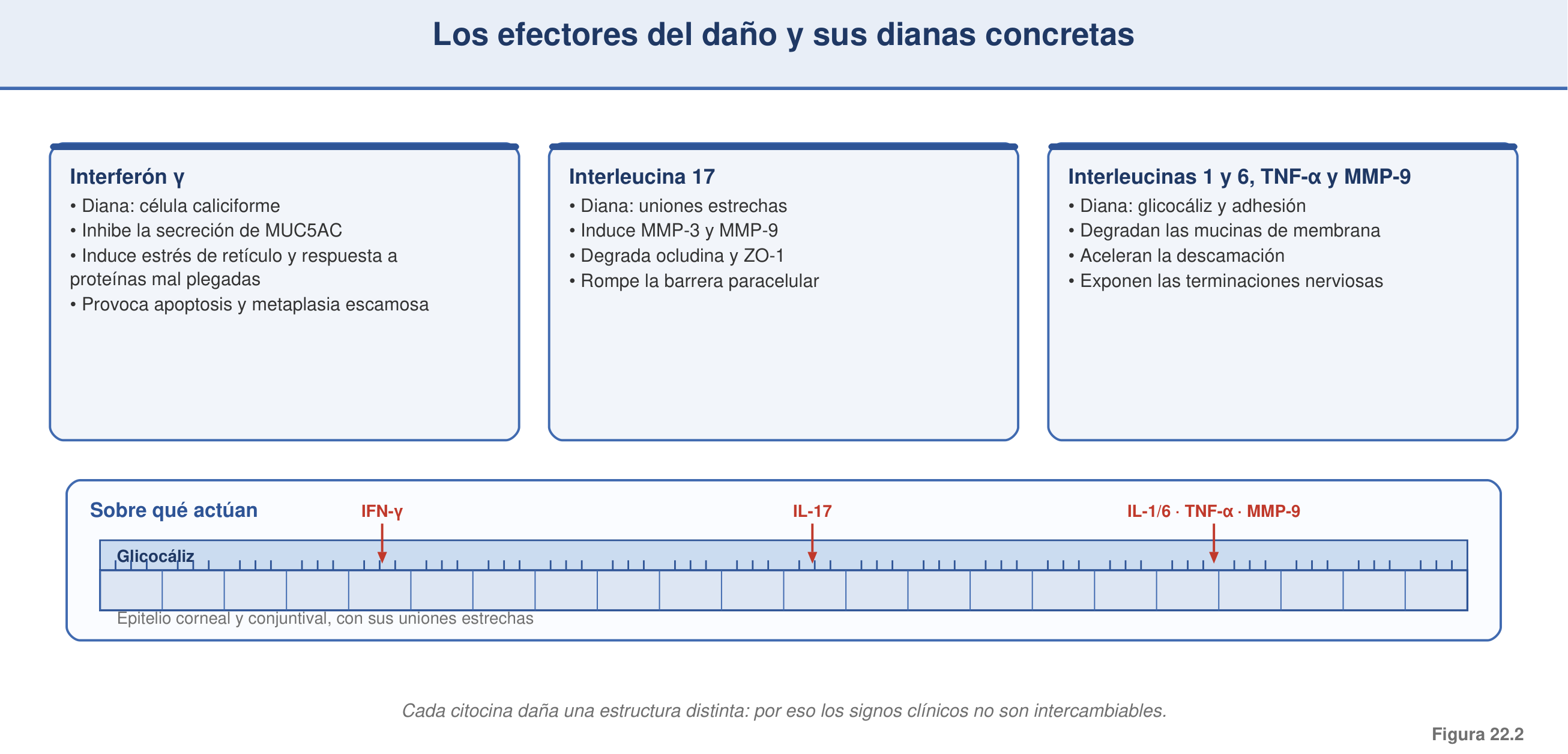 Figura 22.2 — Efectores del daño y sus dianas