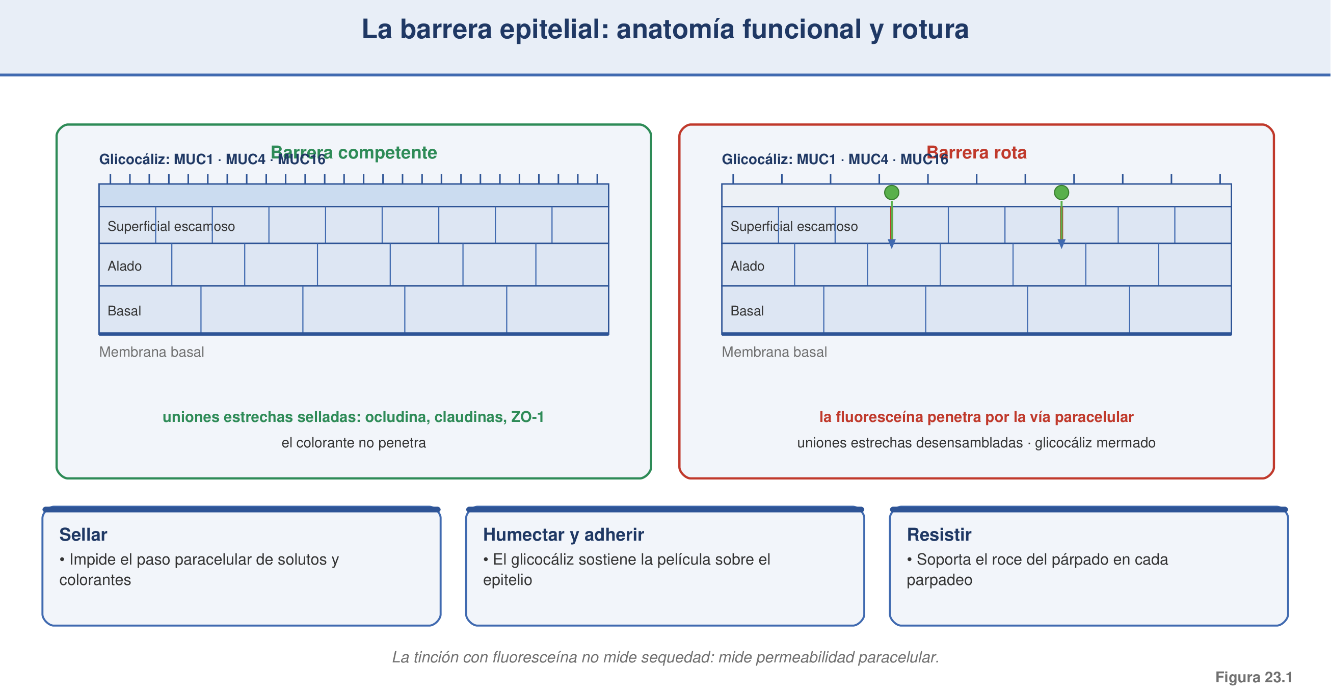 Figura 23.1 — Anatomía funcional de la barrera epitelial de superficie