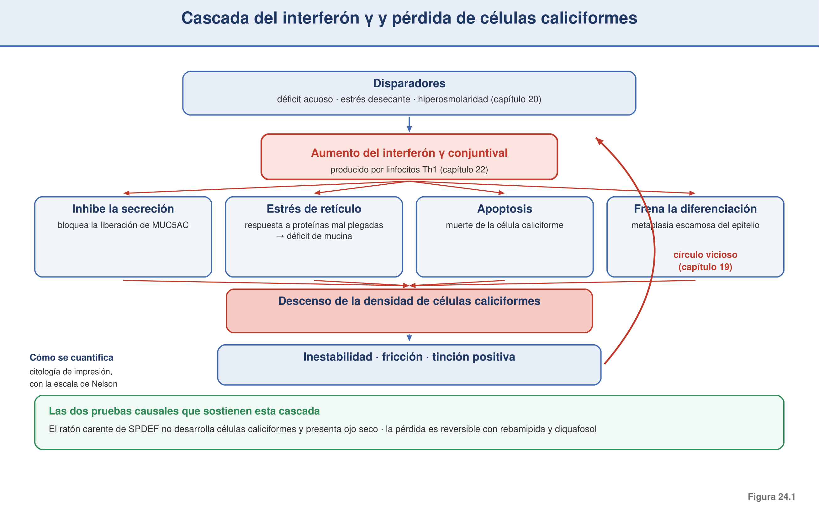 Figura 24.1 — Cascada IFN-γ → pérdida de células caliciformes
