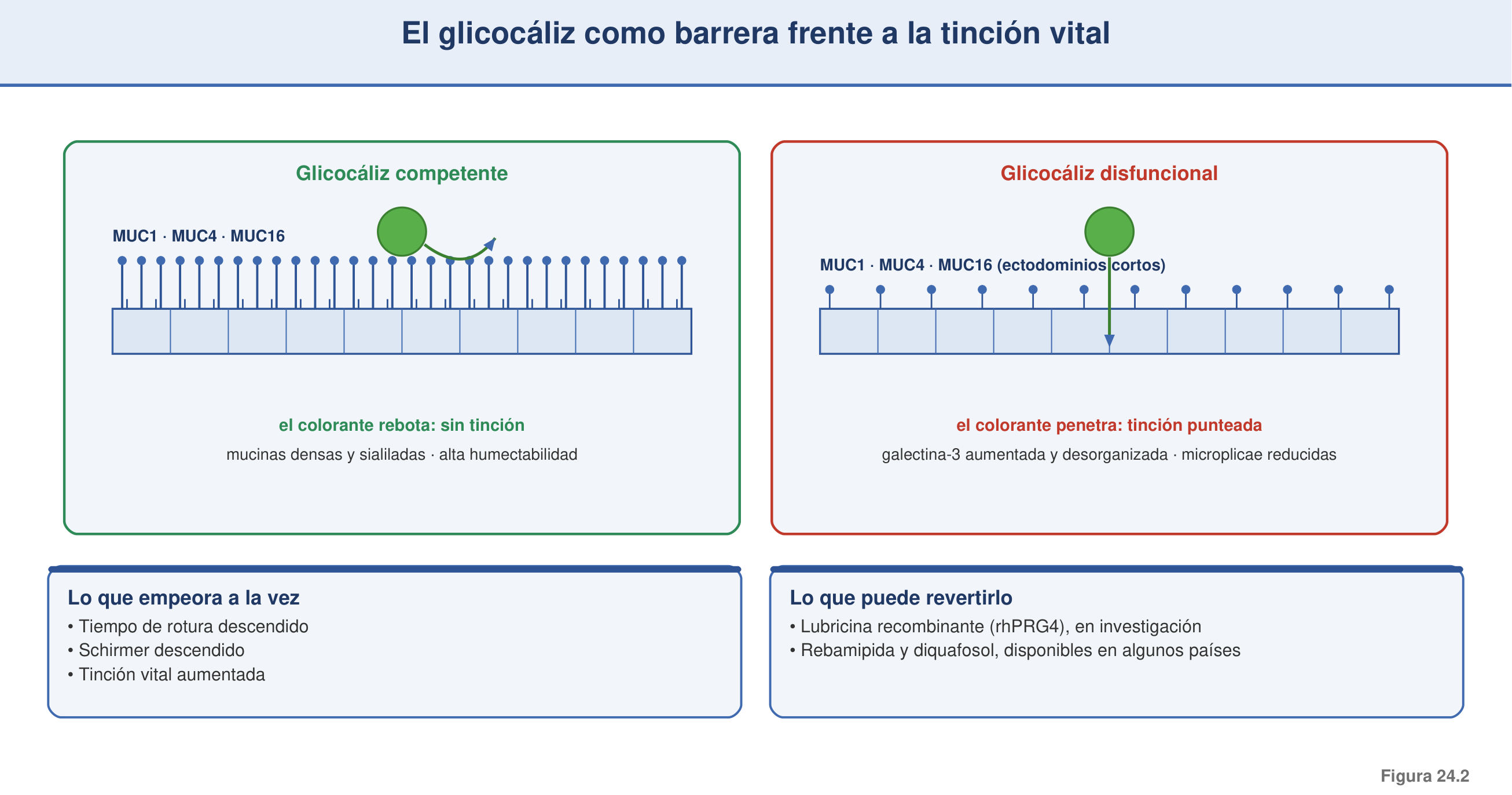Figura 24.2 — El glicocáliz como barrera de tinción vital: sano vs. disfuncional