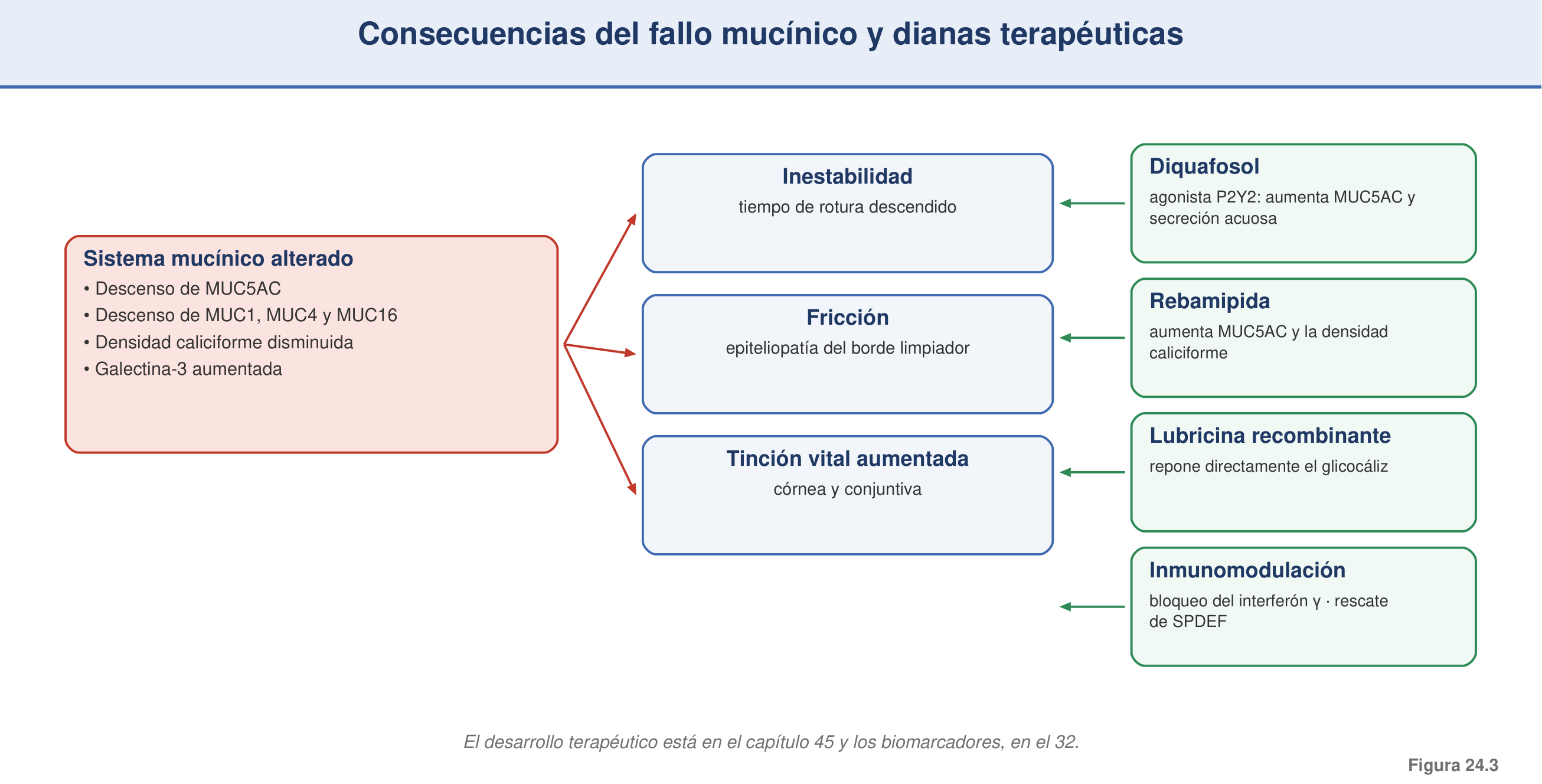 Figura 24.3 — Consecuencias del fallo mucínico y dianas terapéuticas