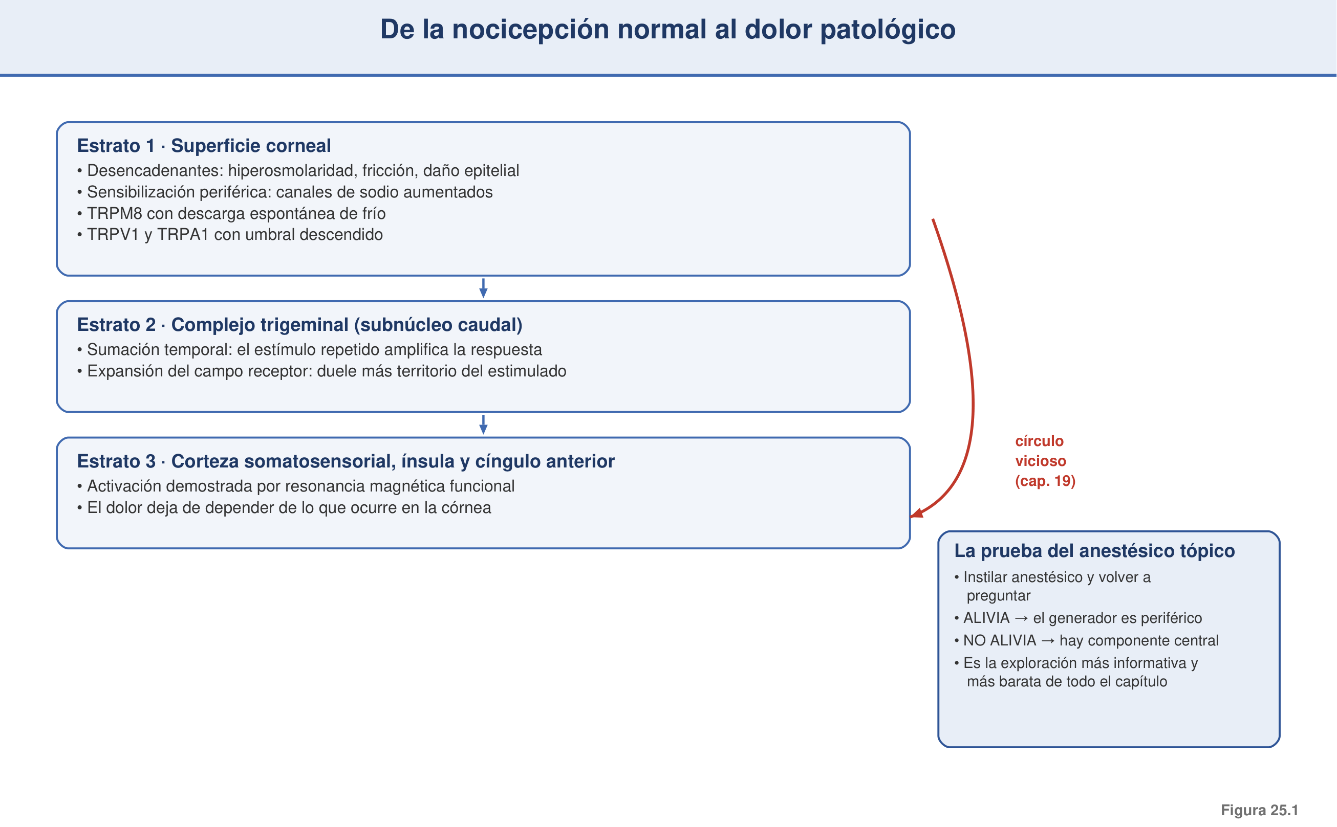 Figura 25.1 — De la nocicepción normal al dolor patológico: cascada periférico→central