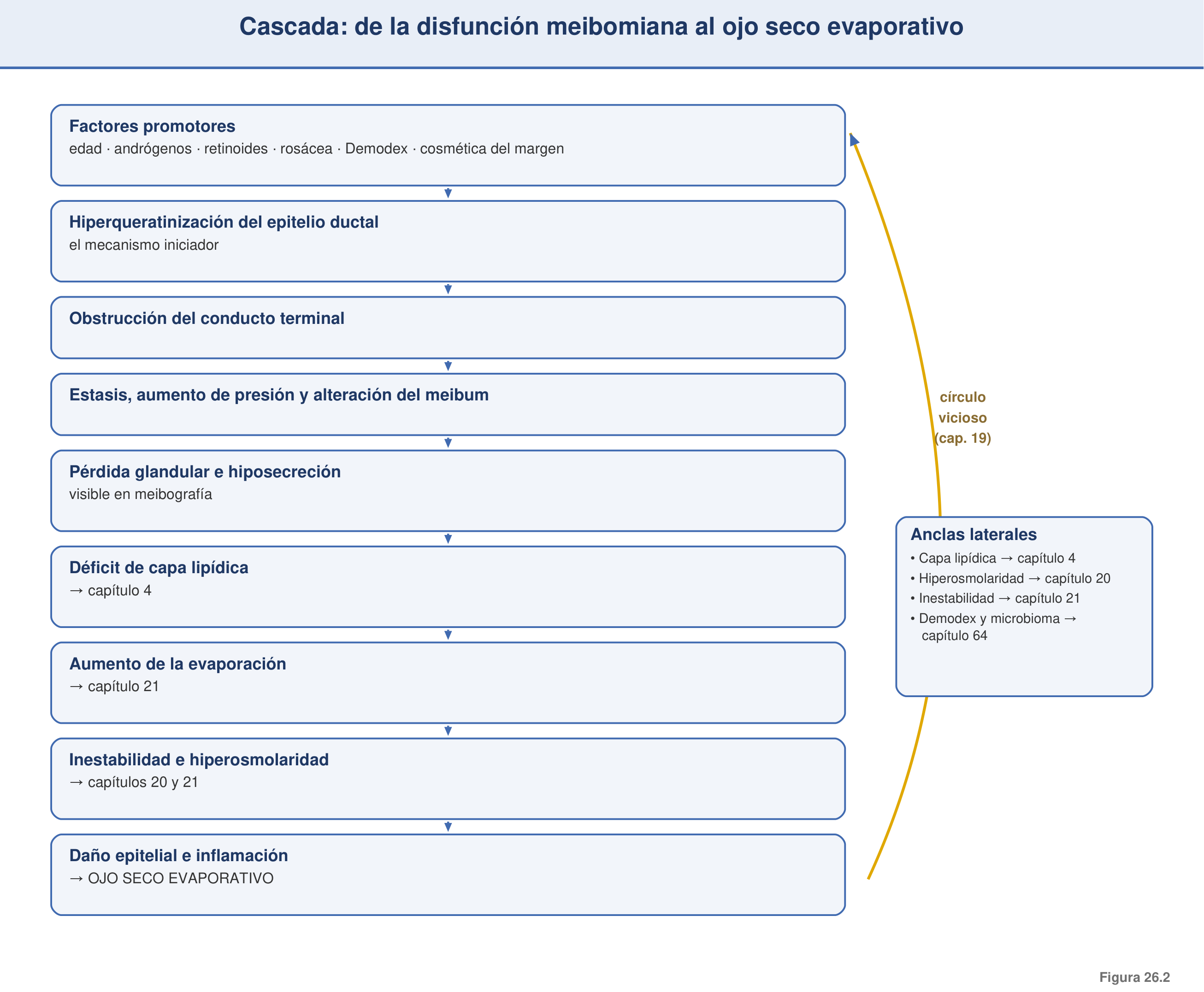 Figura 26.2 — Cascada fisiopatológica DGM → ojo seco evaporativo