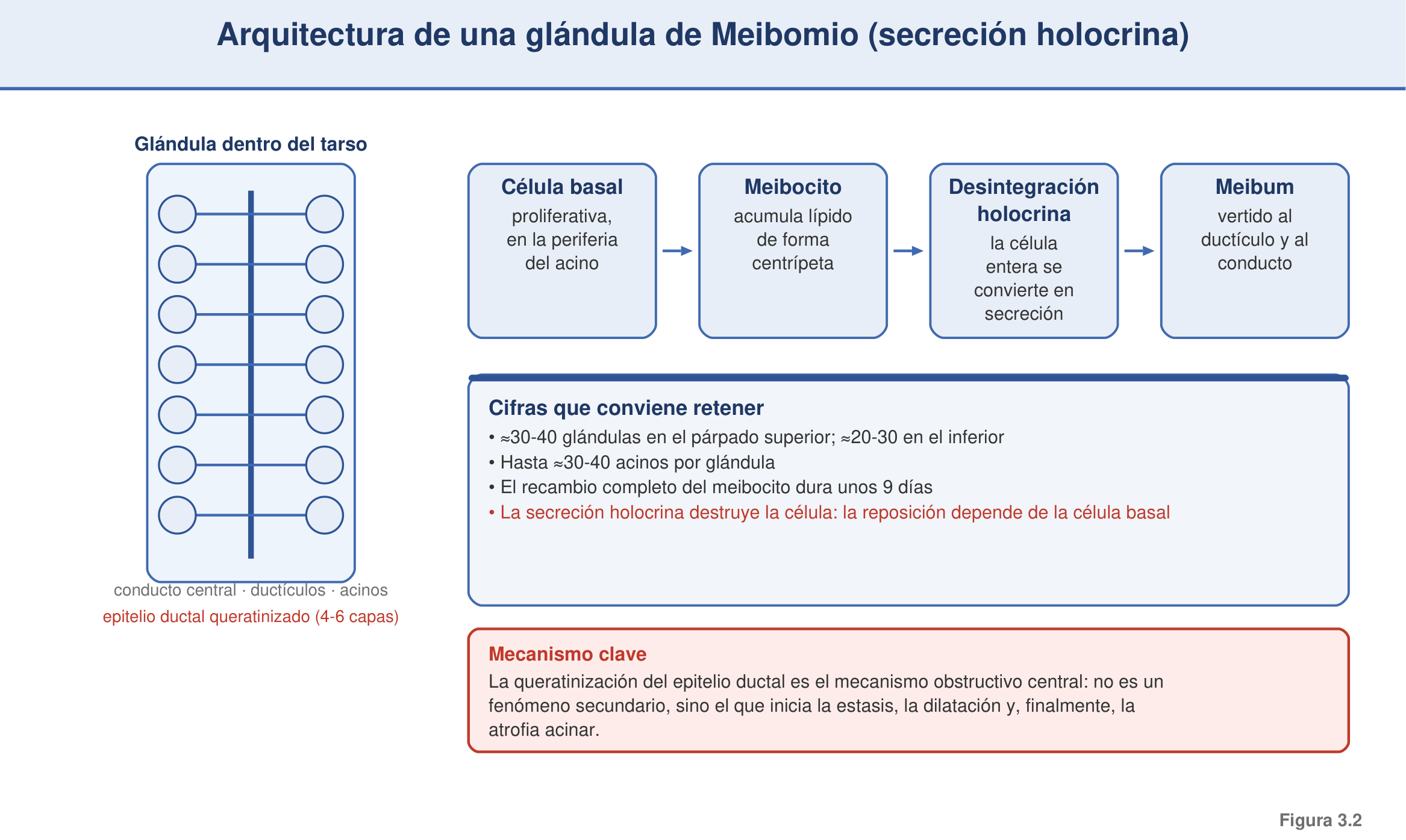 Figura 3.2 — Arquitectura de una glándula de Meibomio (holocrina)