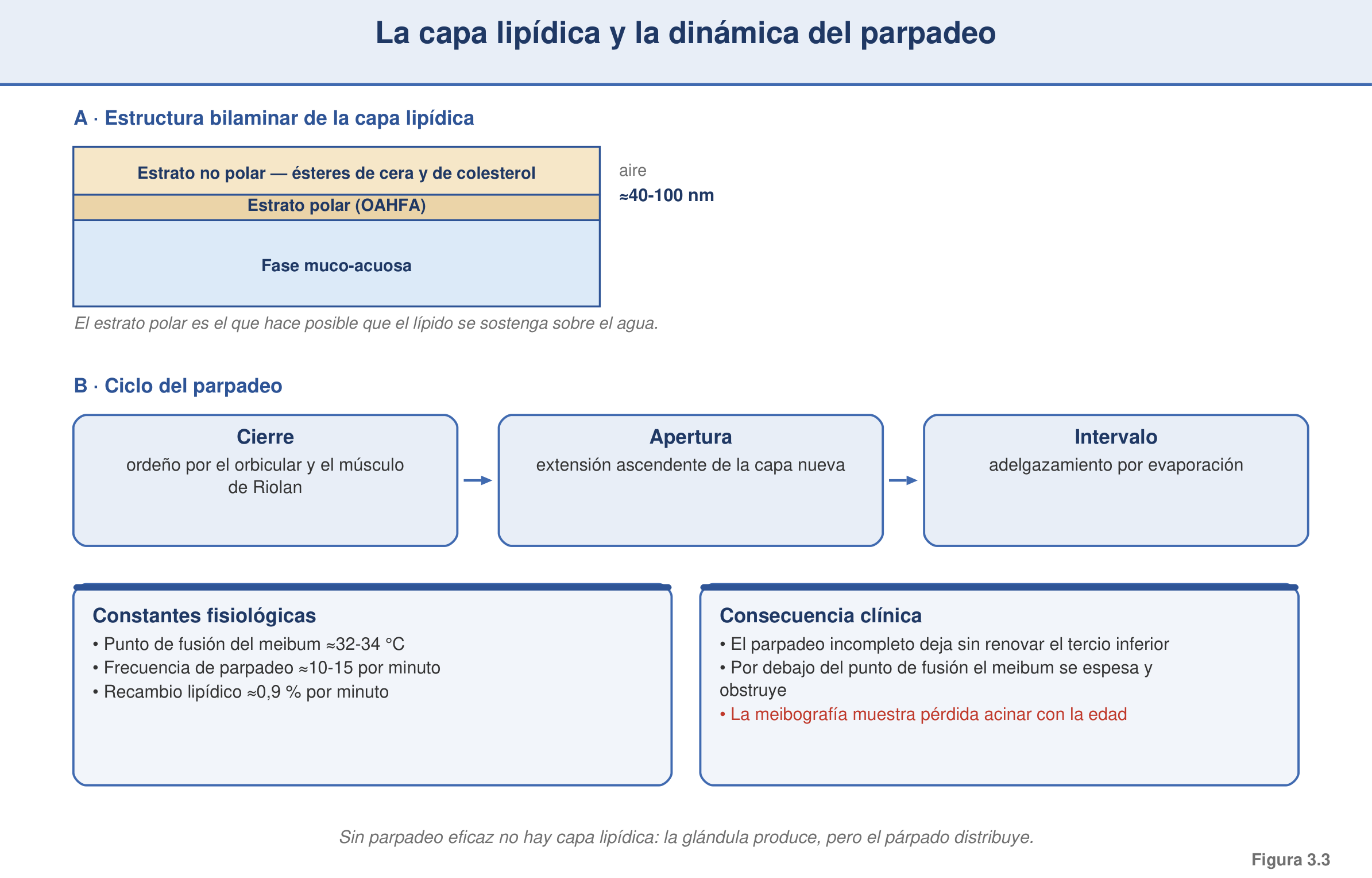 Figura 3.3 — La capa lipídica y la dinámica del parpadeo