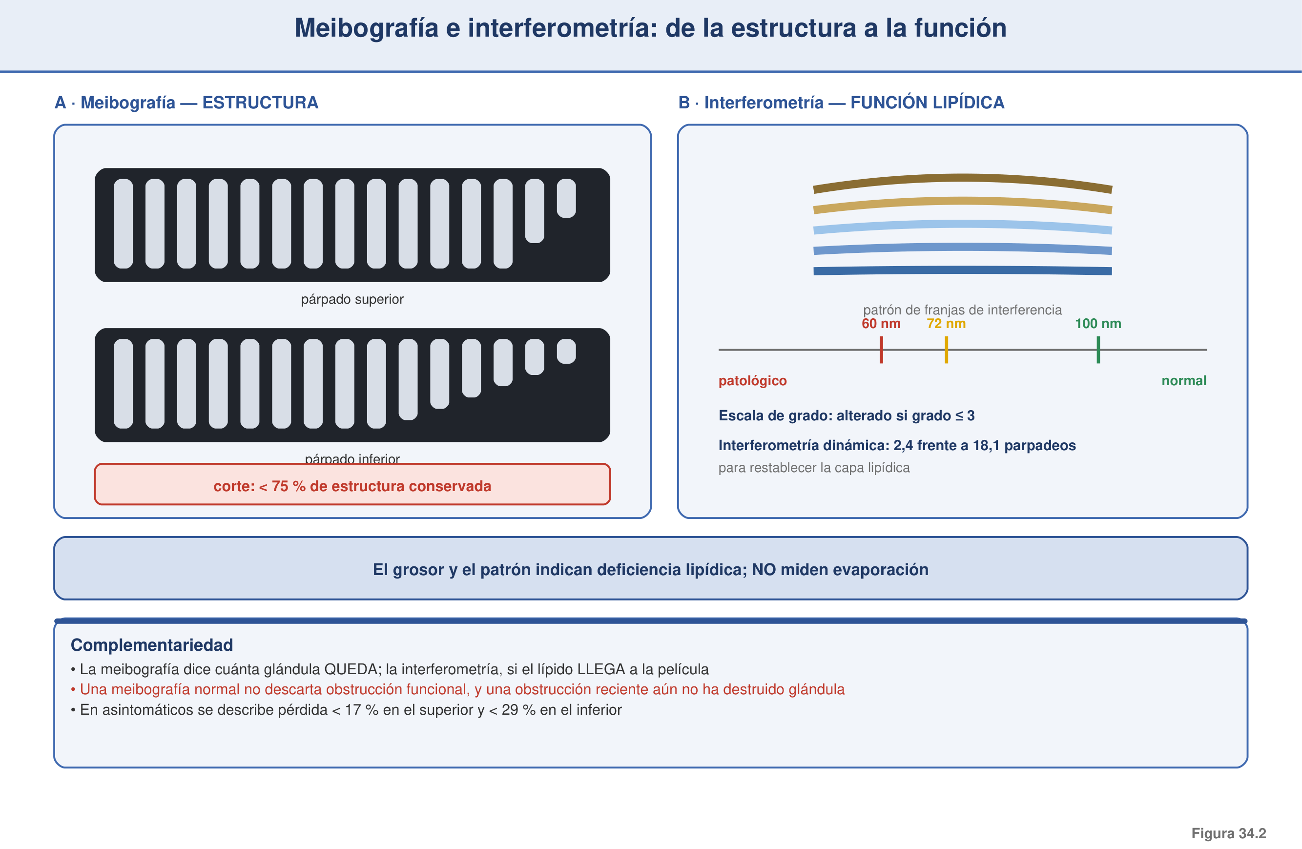Figura 34.2 — Meibografía e interferometría: de la estructura a la función