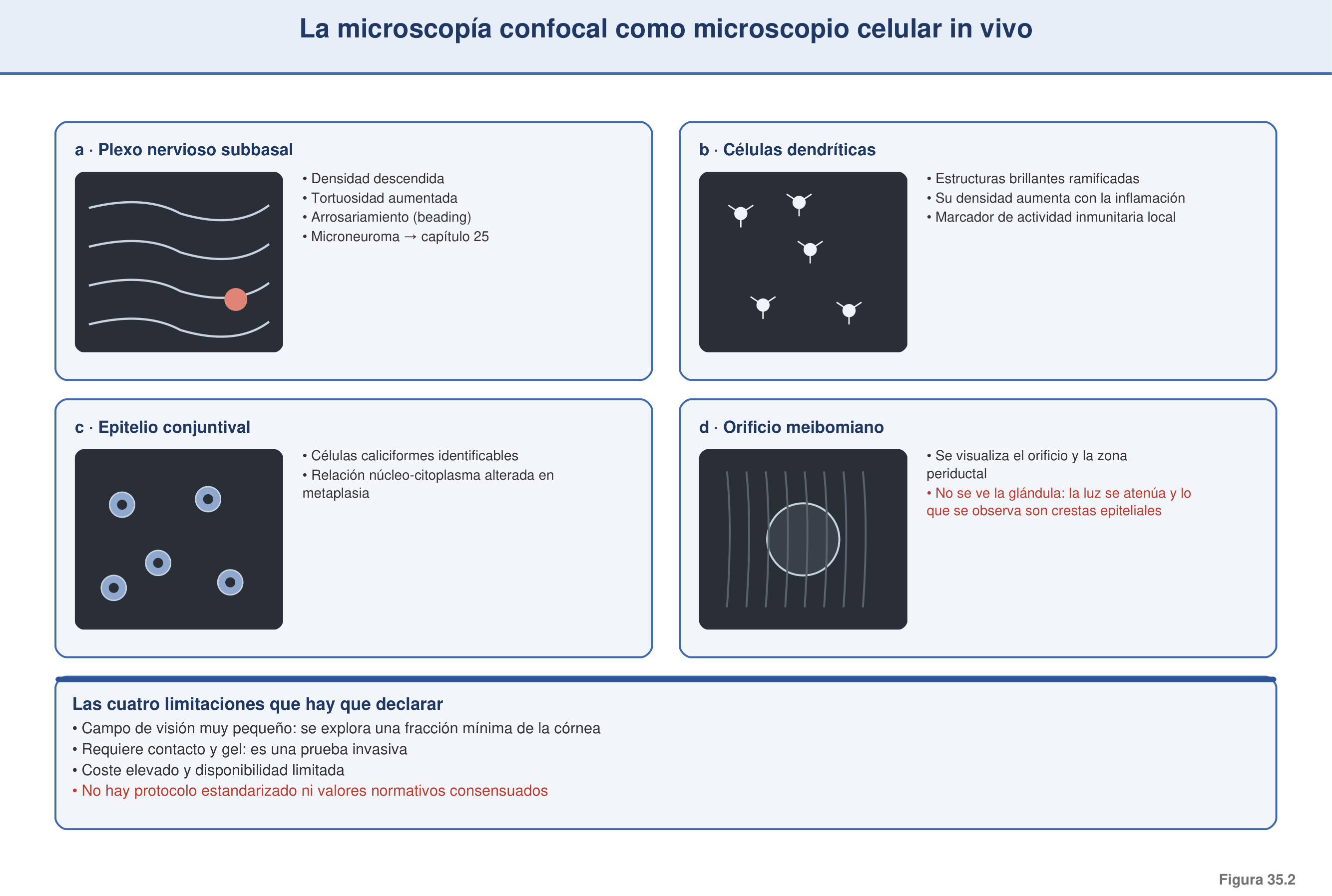 Figura 35.2 — La microscopía confocal in vivo como microscopio celular