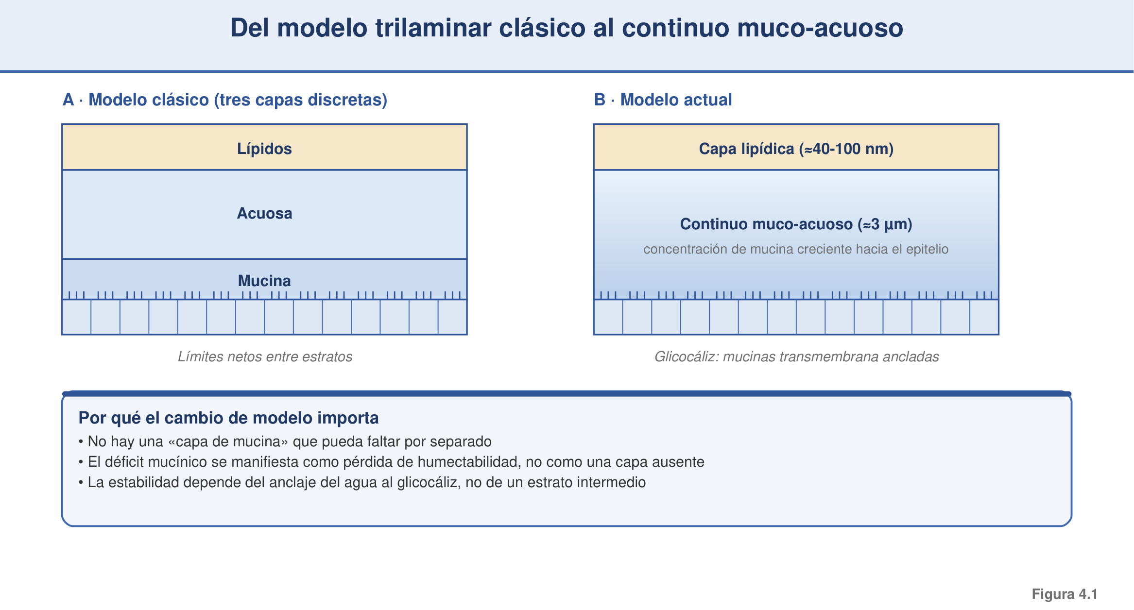 Figura 4.1 — Del modelo trilaminar clásico al continuo muco-acuoso