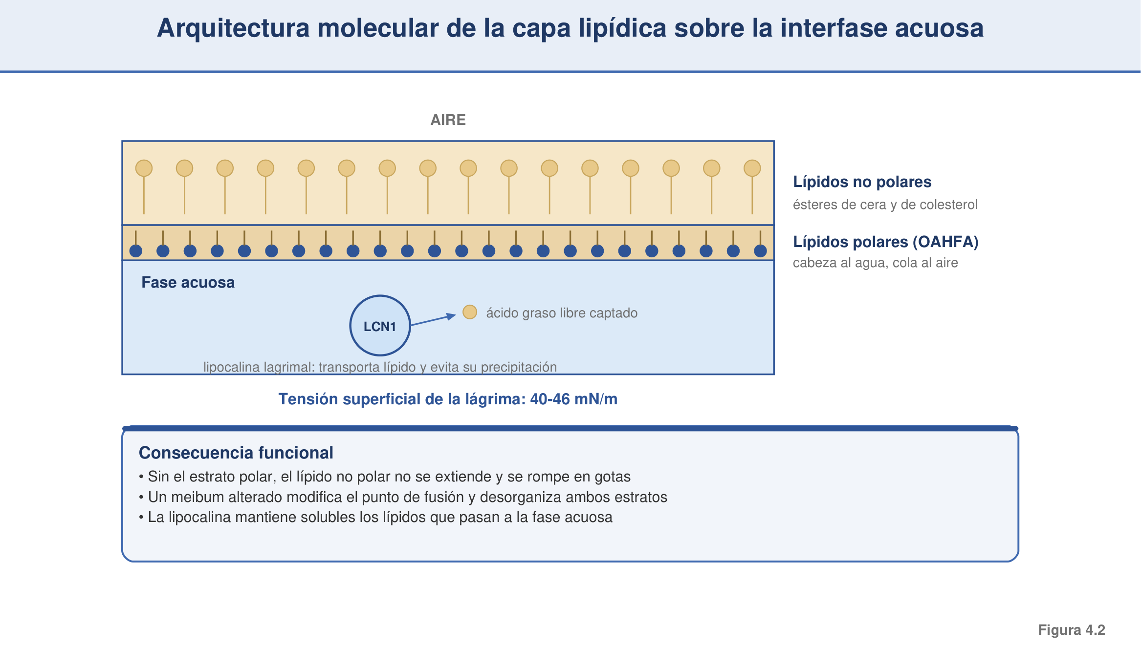 Figura 4.2 — Arquitectura molecular de la capa lipídica sobre la interfase acuosa