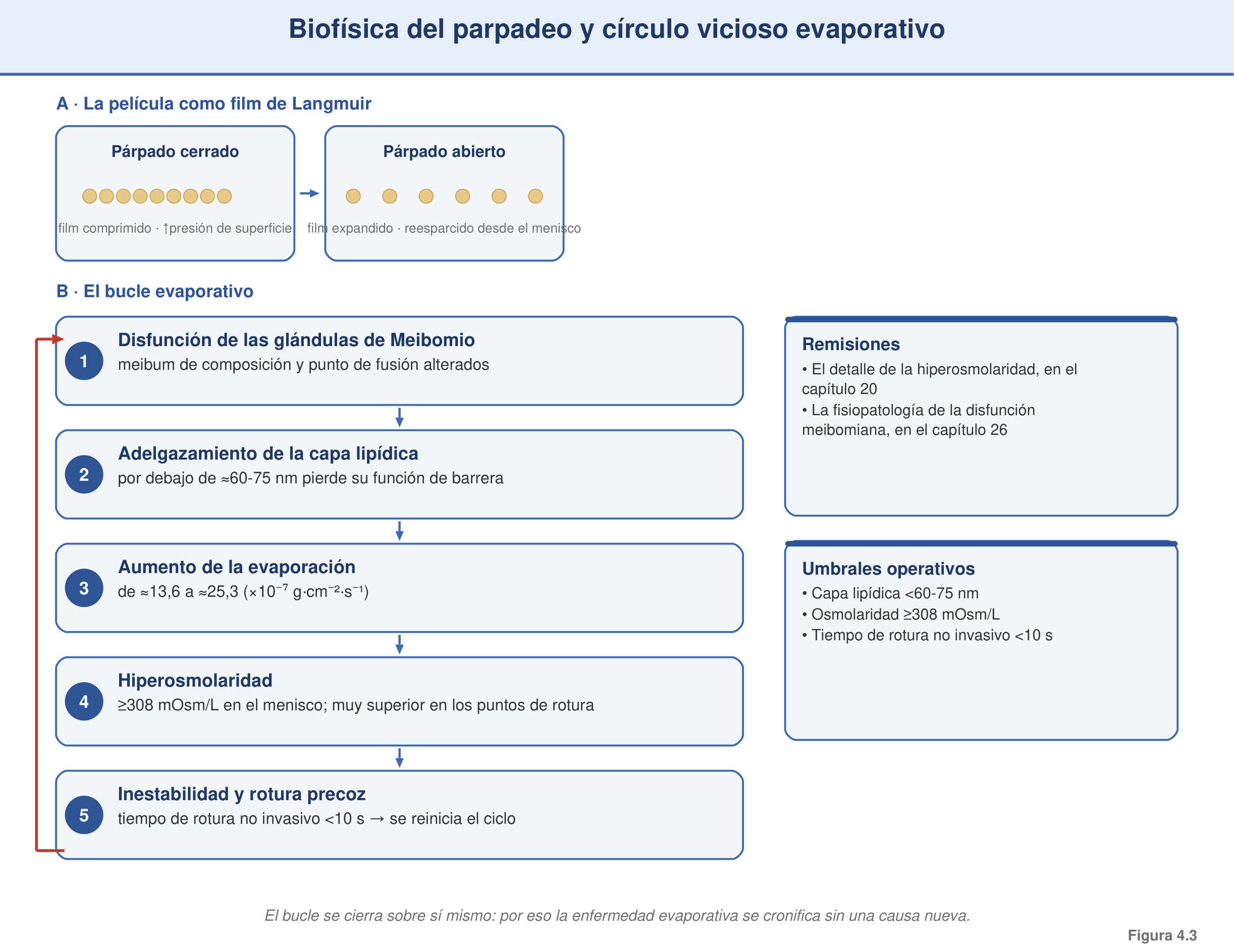 Figura 4.3 — Biofísica del parpadeo y círculo vicioso evaporativo
