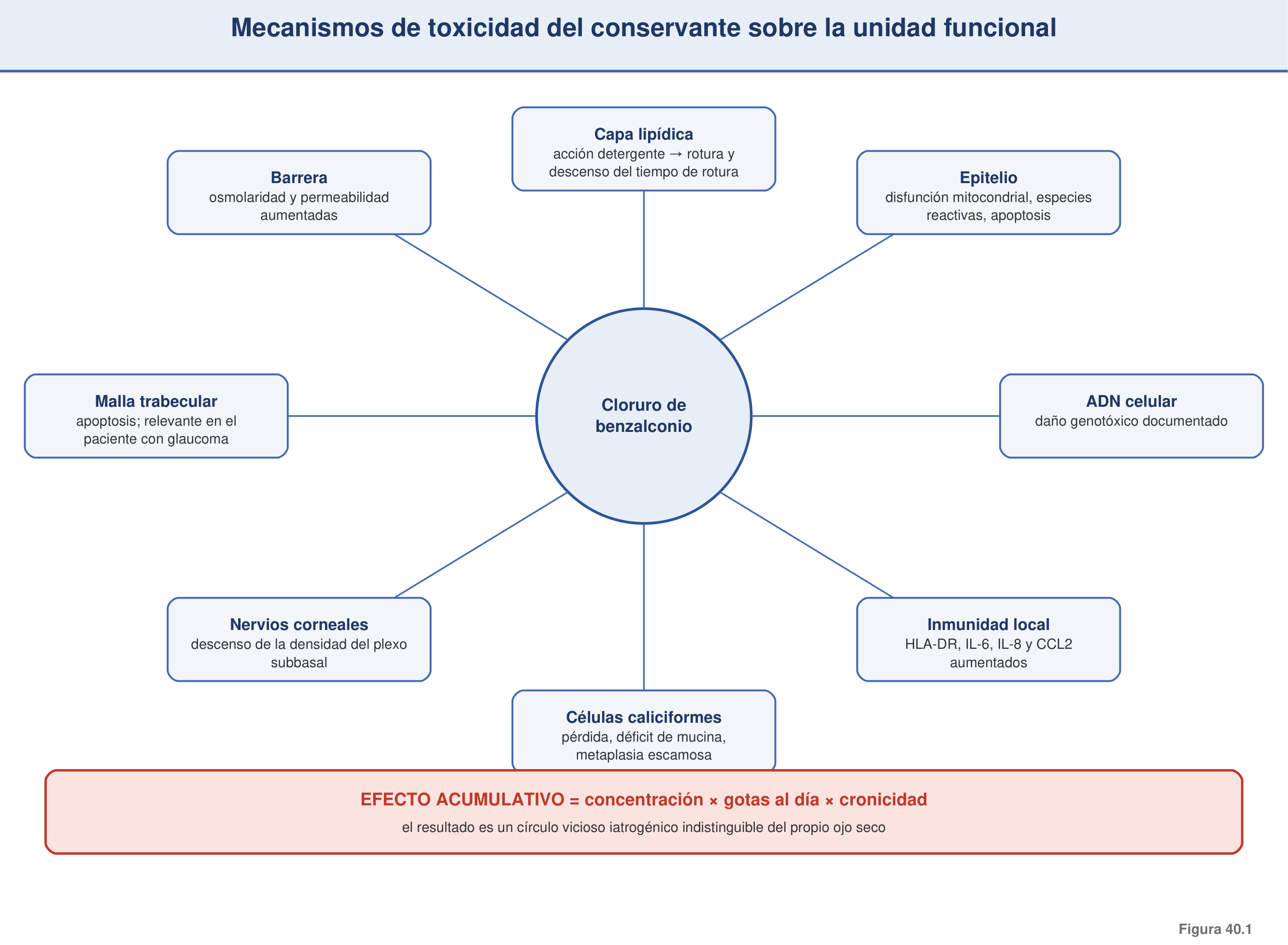 Figura 40.1 — Mecanismos de toxicidad del BAK sobre la unidad funcional lagrimal