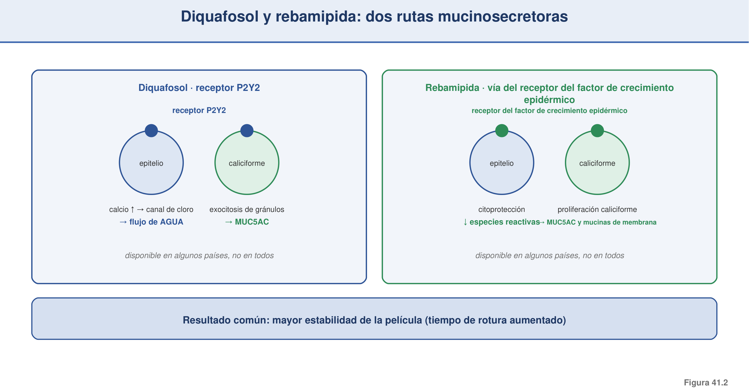 Figura 41.2 — Diquafosol y rebamipida: dos rutas mucino-secretoras