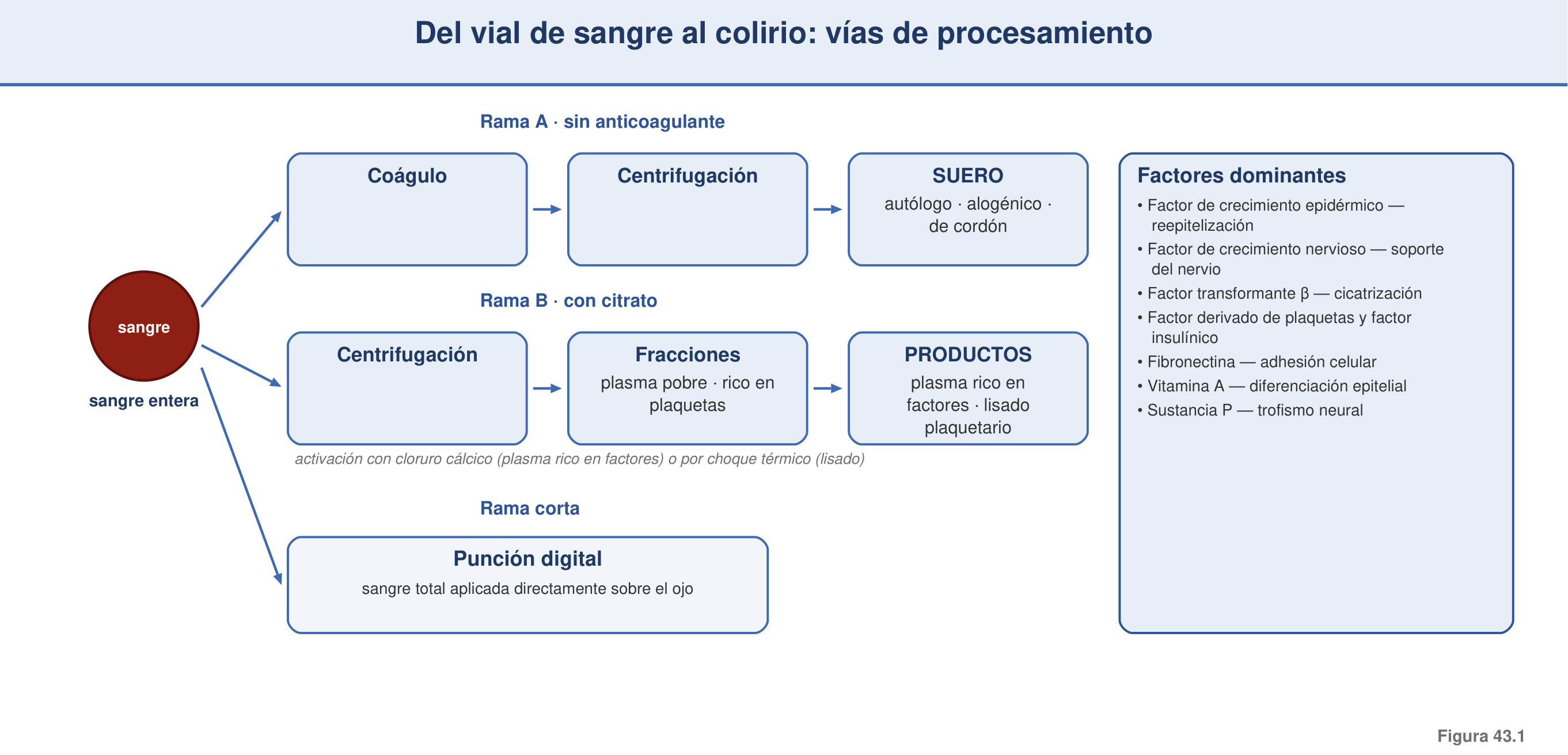 Figura 43.1 — Del vial de sangre al colirio: vías de procesamiento