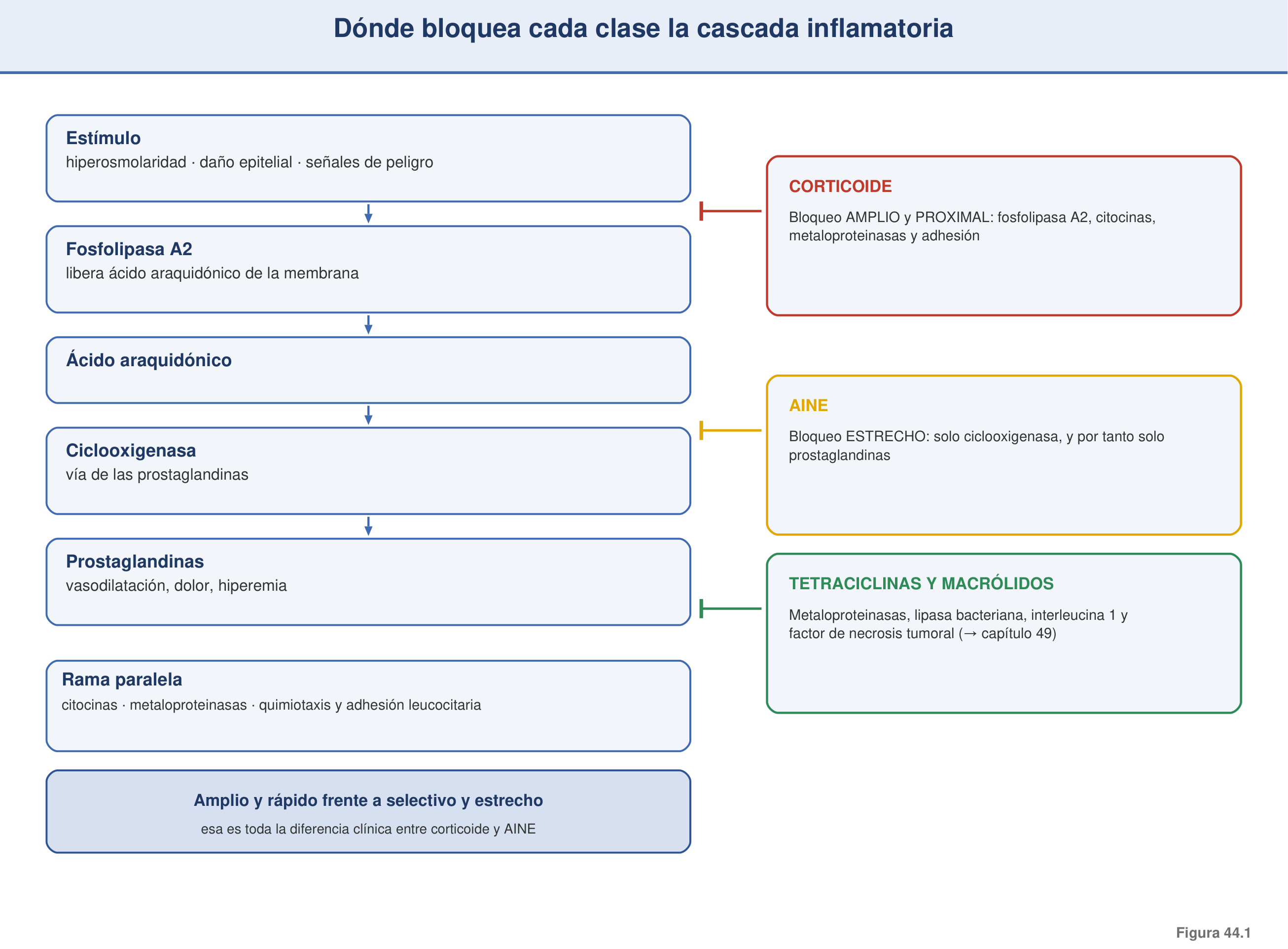 Figura 44.1 — Diana antiinflamatoria: dónde actúa cada clase en la cascada