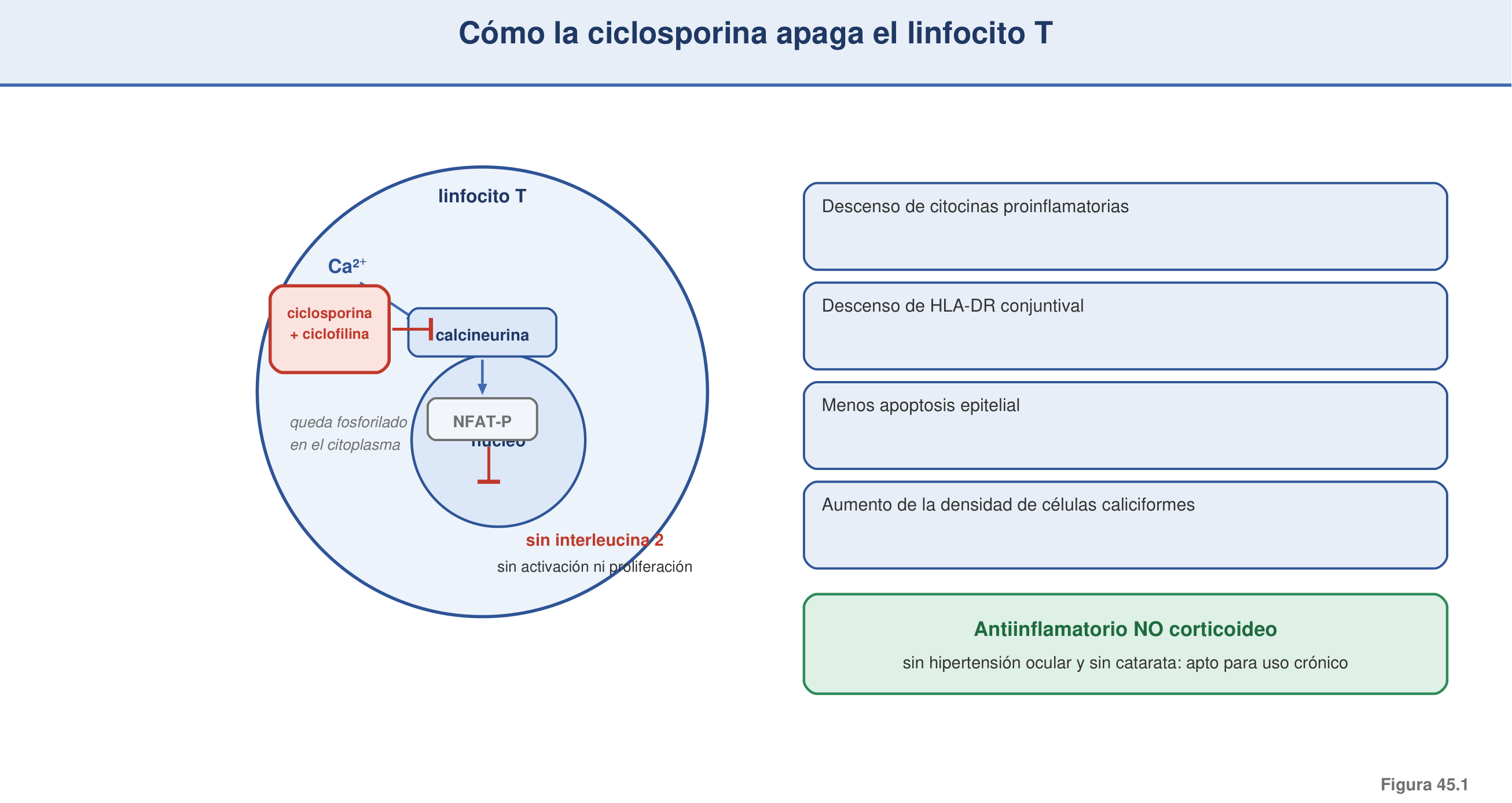Figura 45.1 — Mecanismo molecular: cómo la ciclosporina apaga el linfocito T