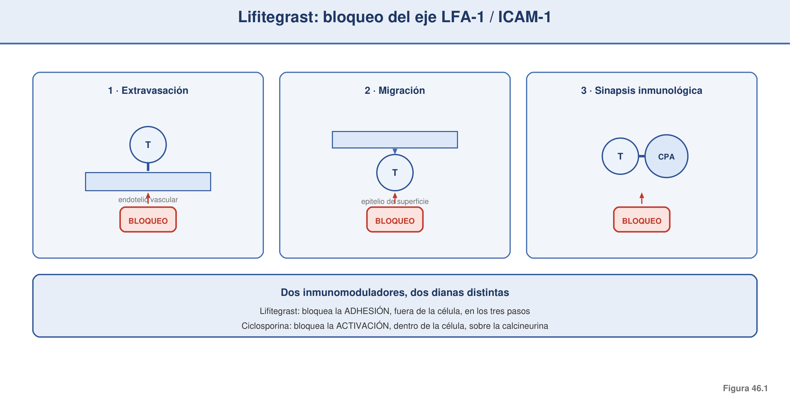 Figura 46.1 — Mecanismo del lifitegrast: bloqueo del eje LFA-1/ICAM-1