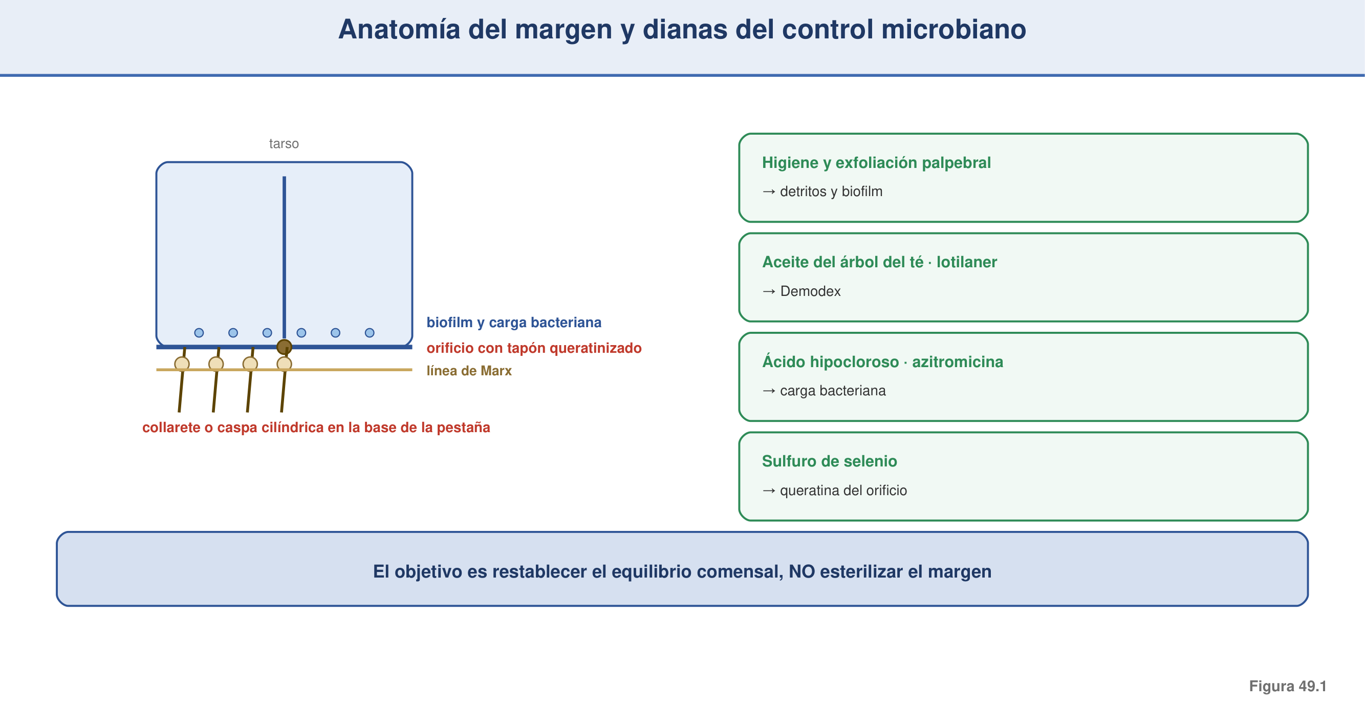 Figura 49.1 — Anatomía del margen y dianas del control microbiano