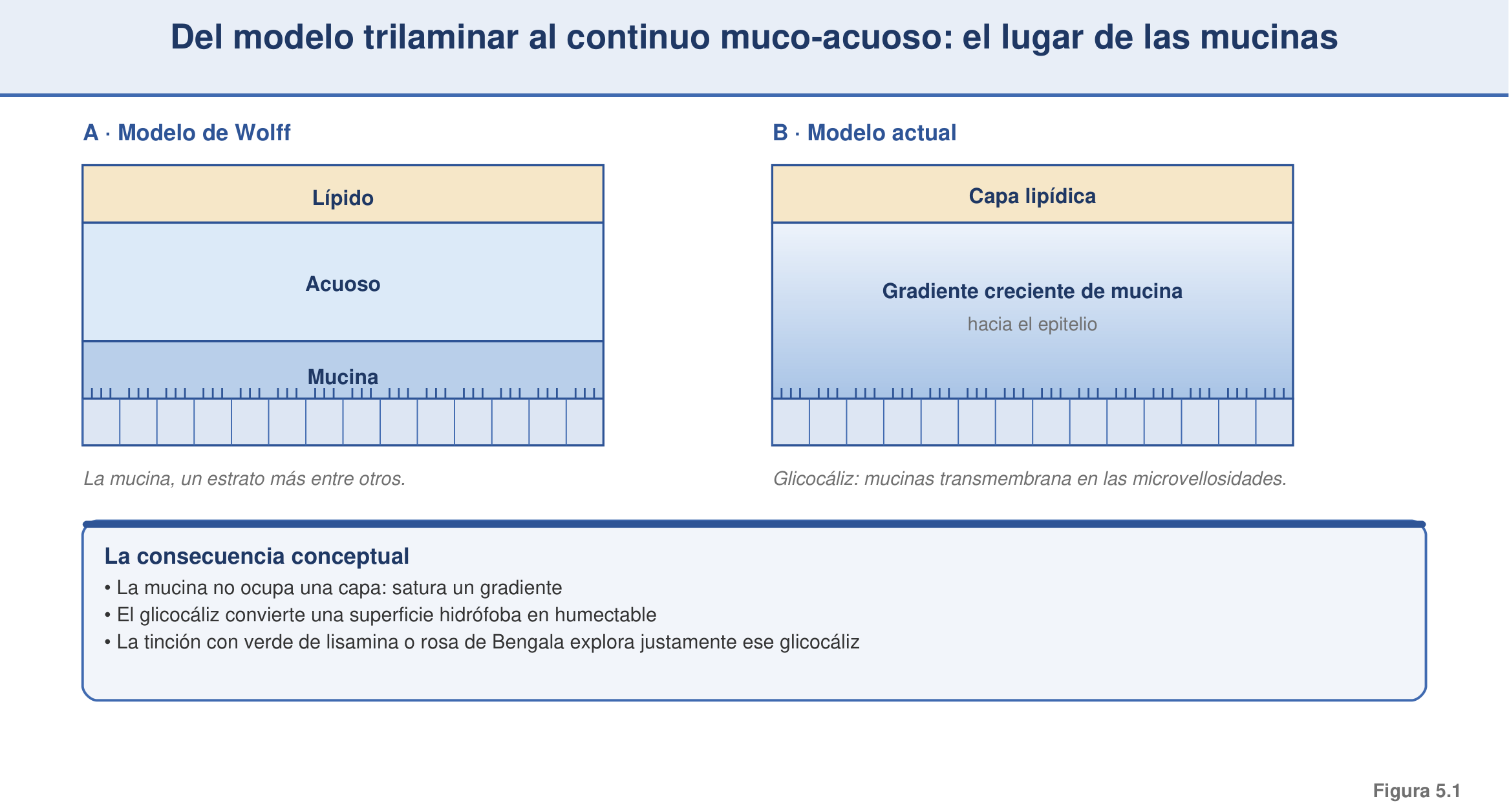 Figura 5.1 — Del modelo trilaminar al continuo muco-acuoso