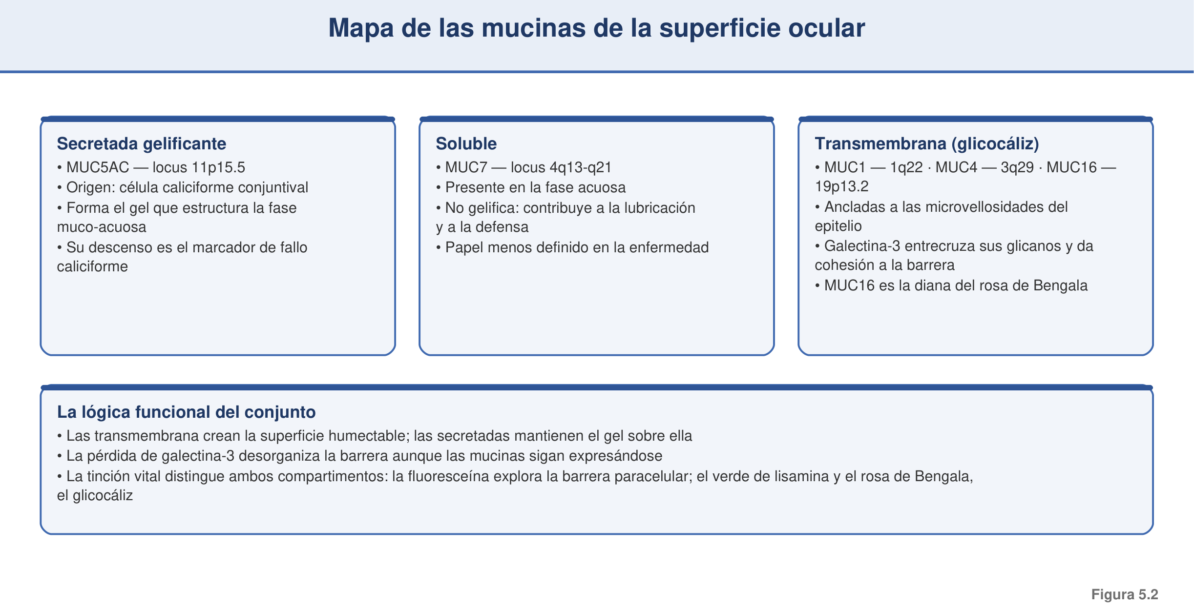 Figura 5.2 — Mapa de las mucinas de la superficie ocular