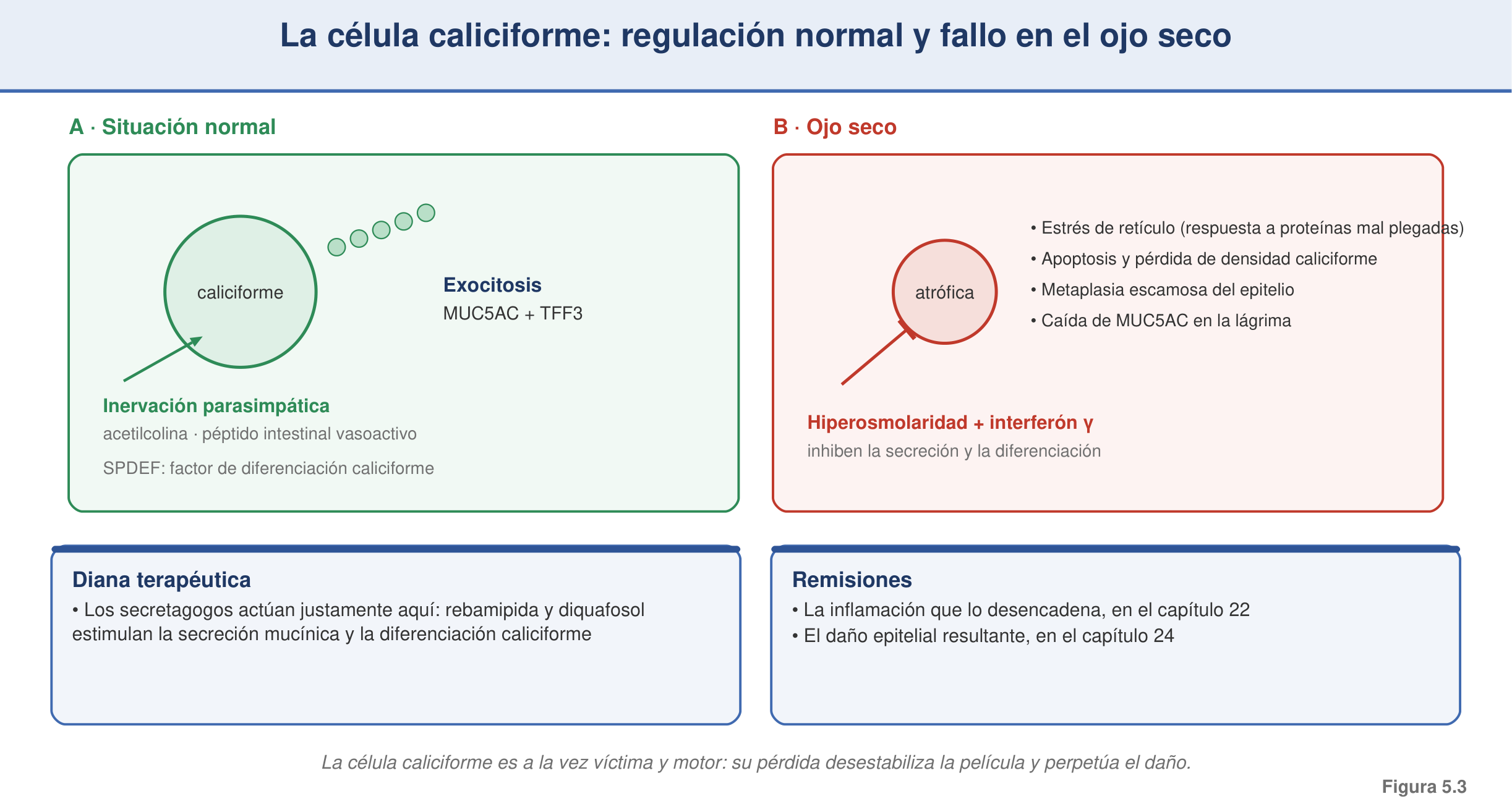 Figura 5.3 — Célula caliciforme: regulación y fallo en el ojo seco