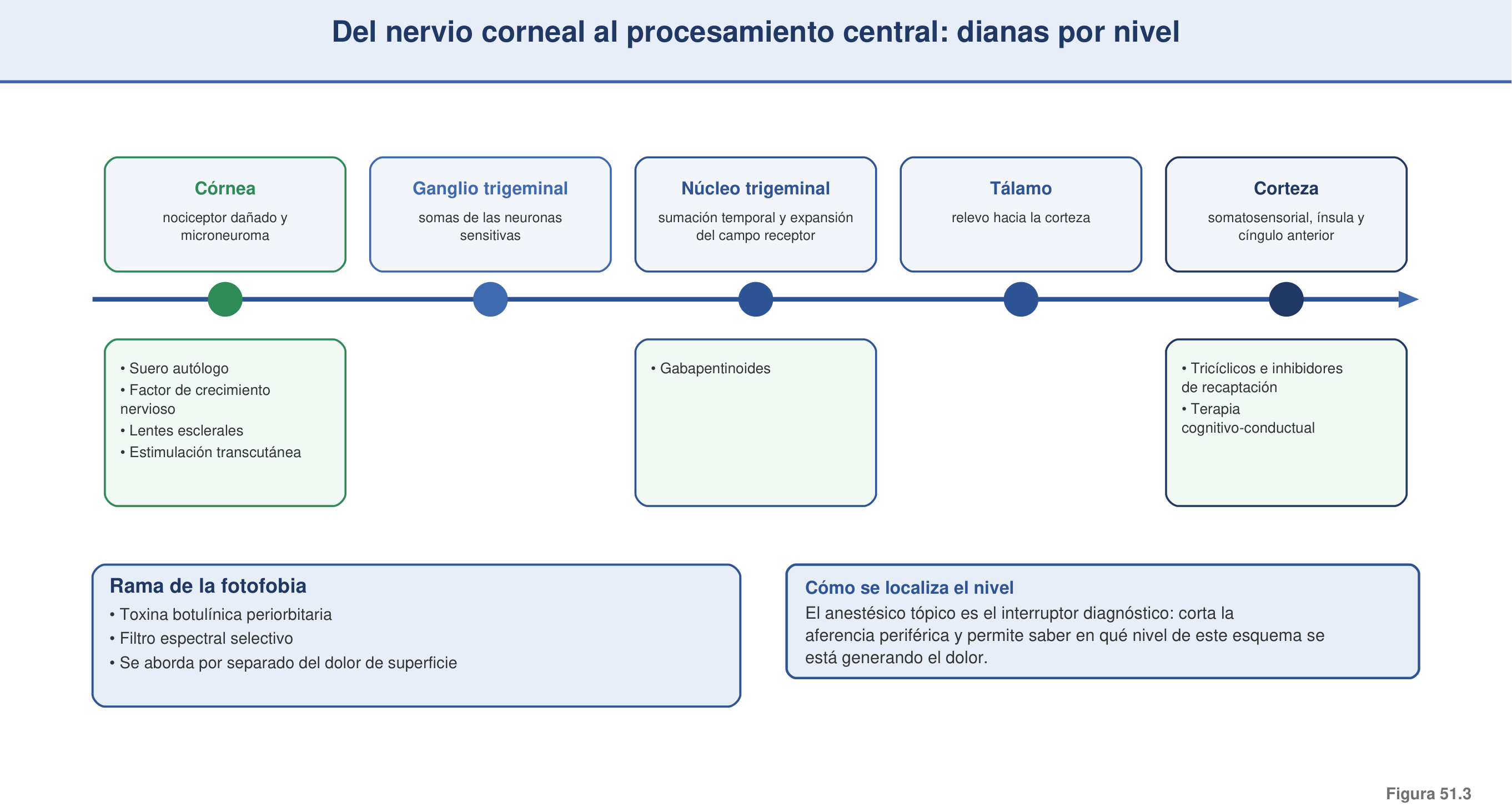 Figura 51.3 — Del nervio corneal al procesamiento central: dianas