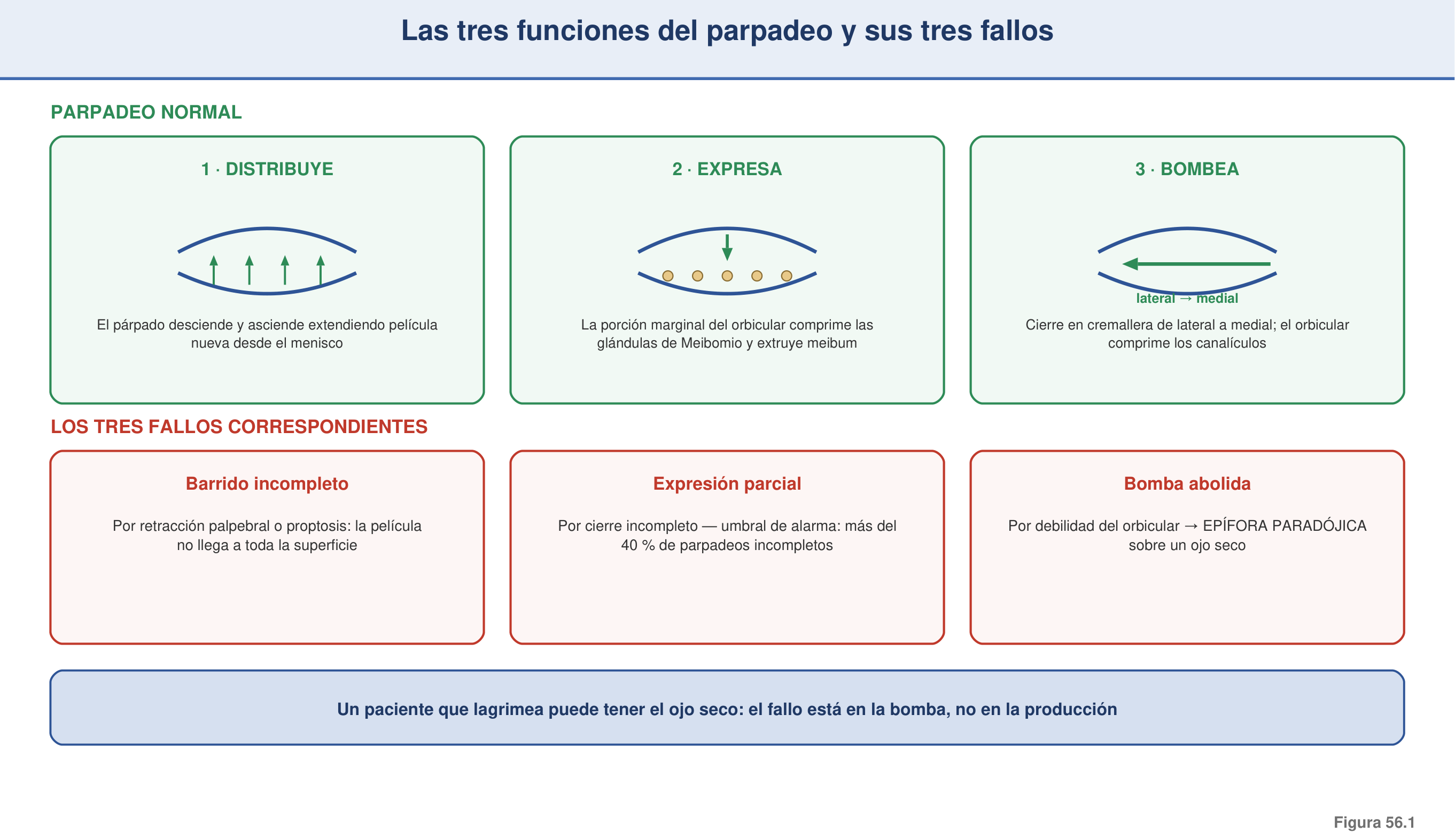 Figura 56.1 — Las tres funciones del parpadeo y sus tres fallos