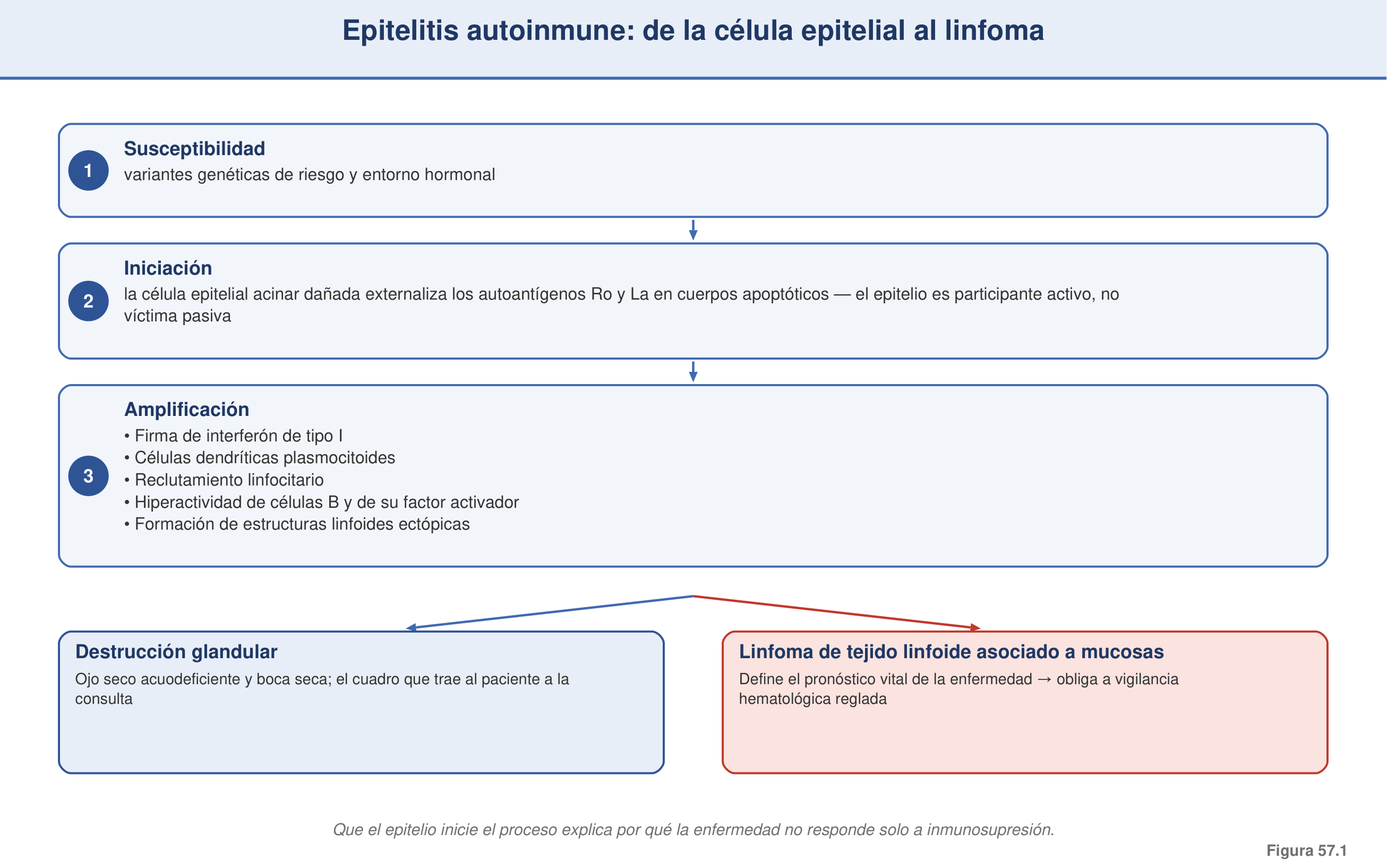 Figura 57.1 — Epitelitis autoinmune: de la célula epitelial al linfoma