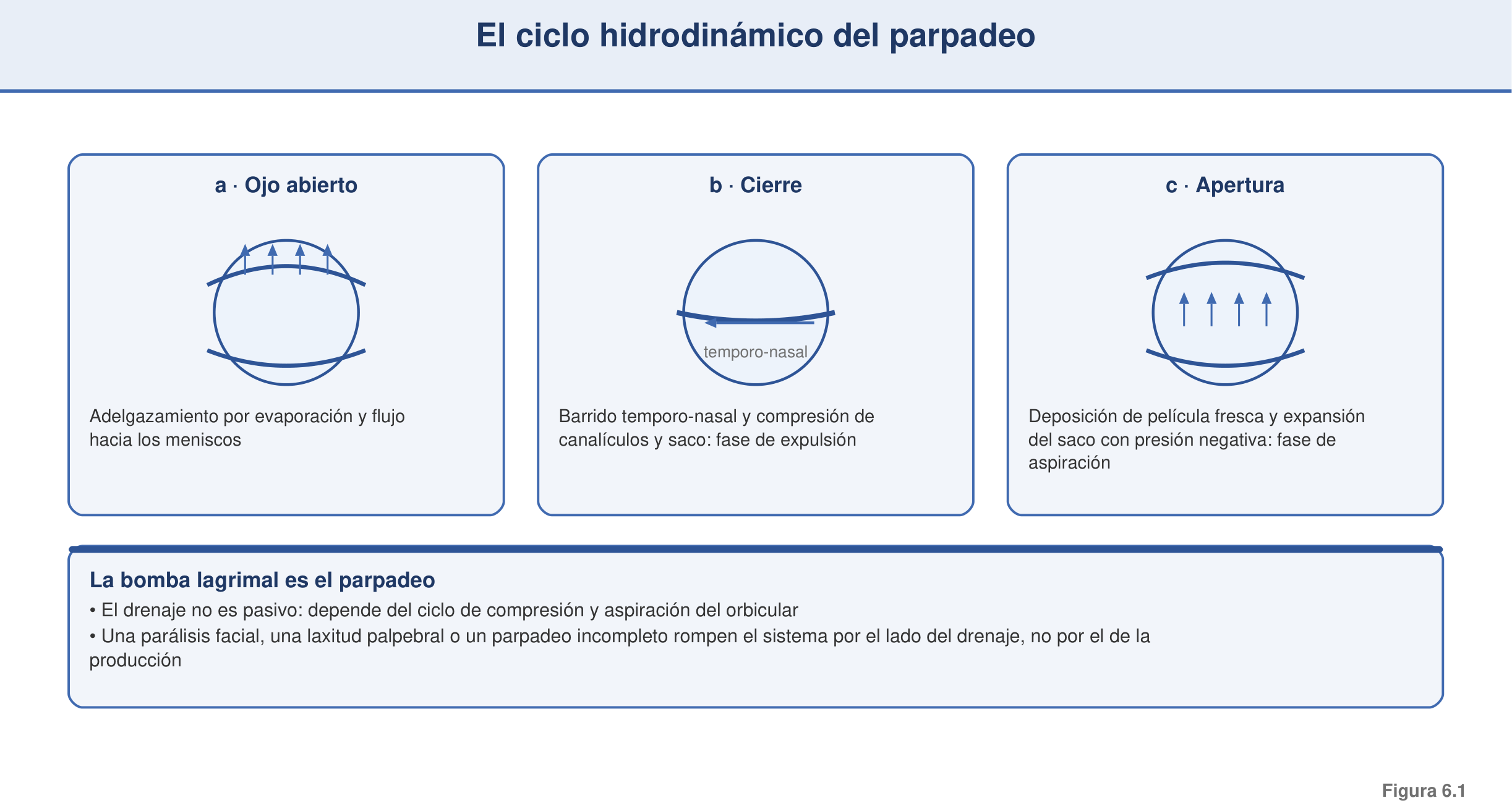 Figura 6.1 — El ciclo hidrodinámico del parpadeo