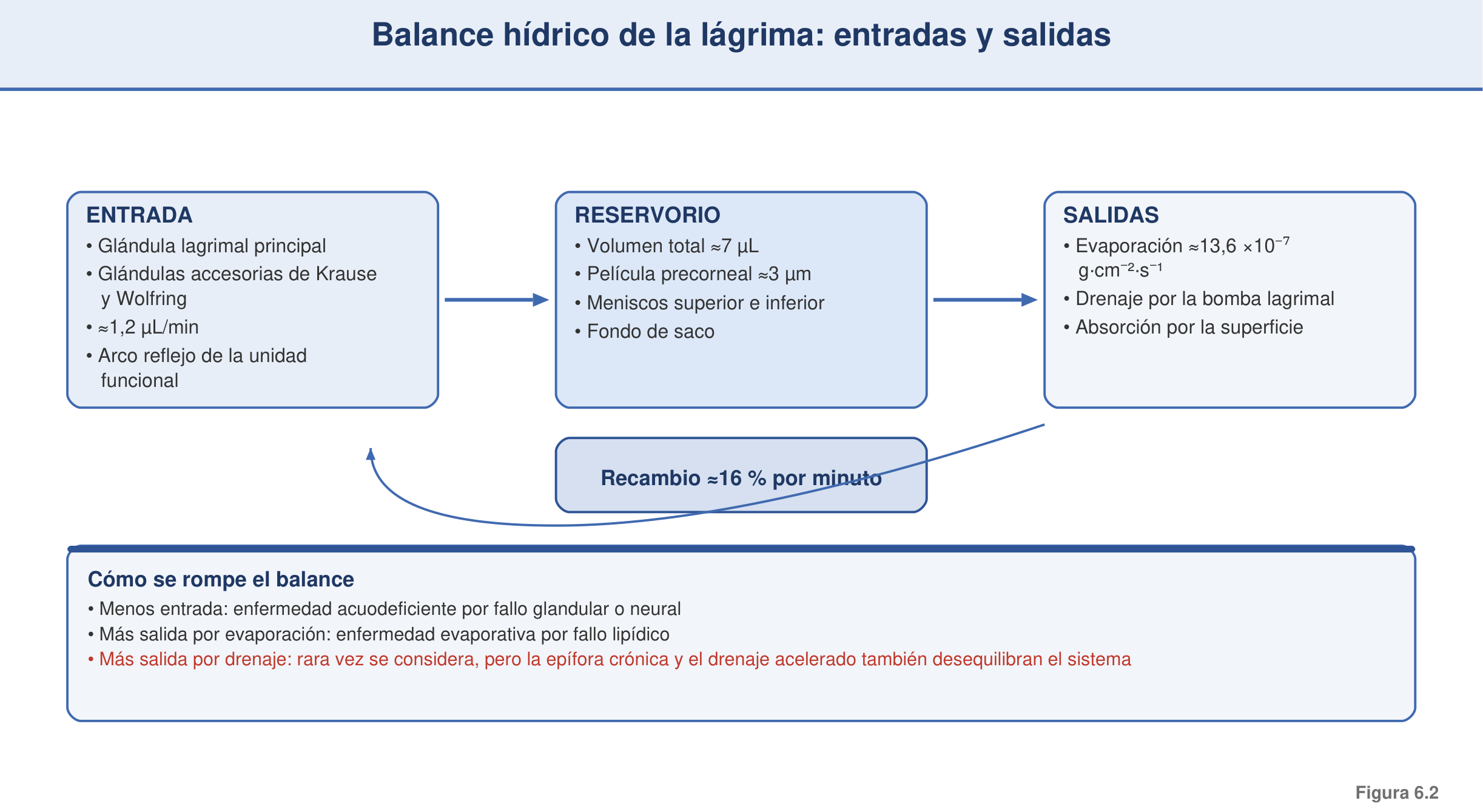 Figura 6.2 — Balance hídrico de la lágrima: entradas y salidas