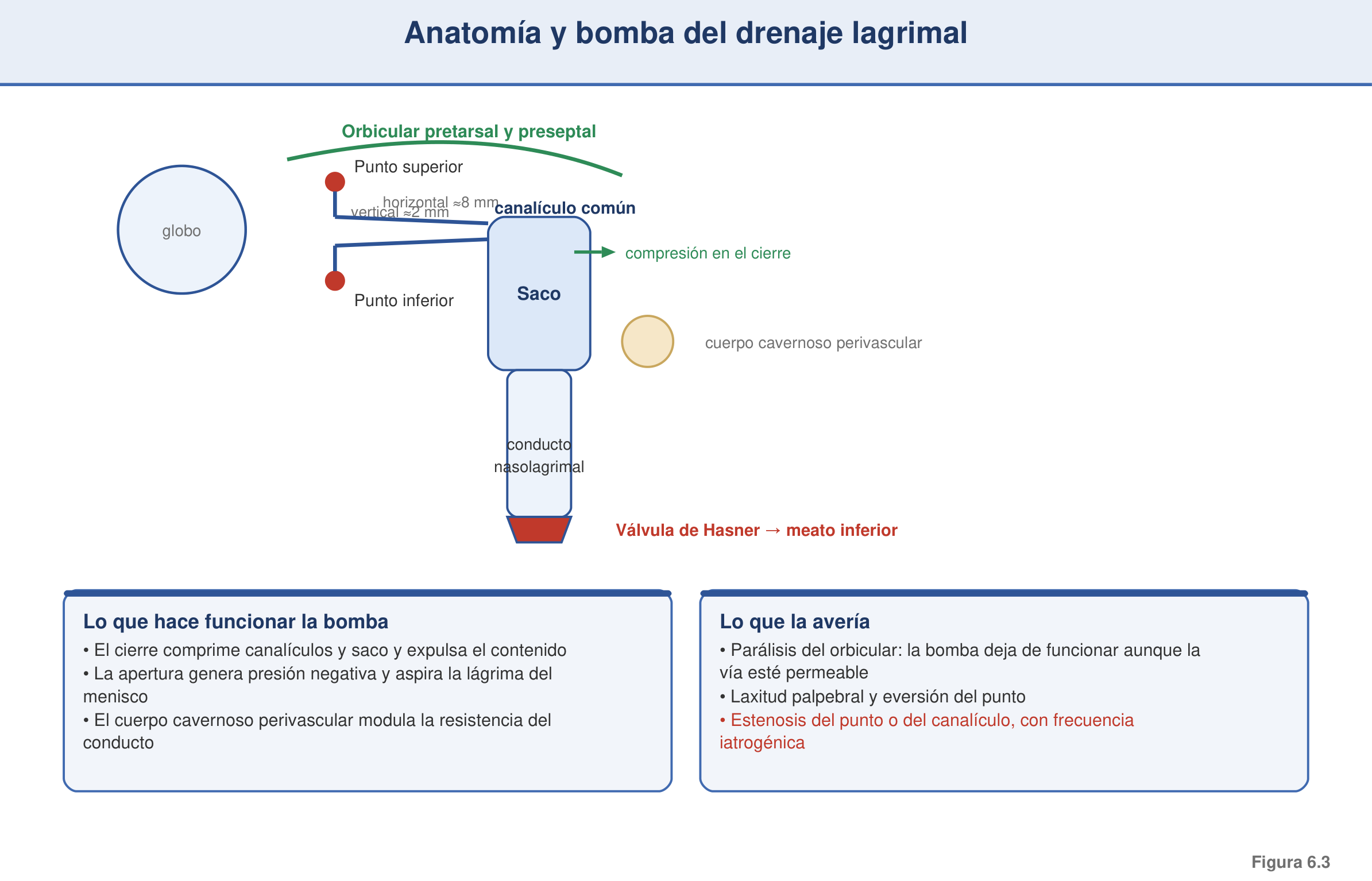 Figura 6.3 — Anatomía y bomba del drenaje lagrimal