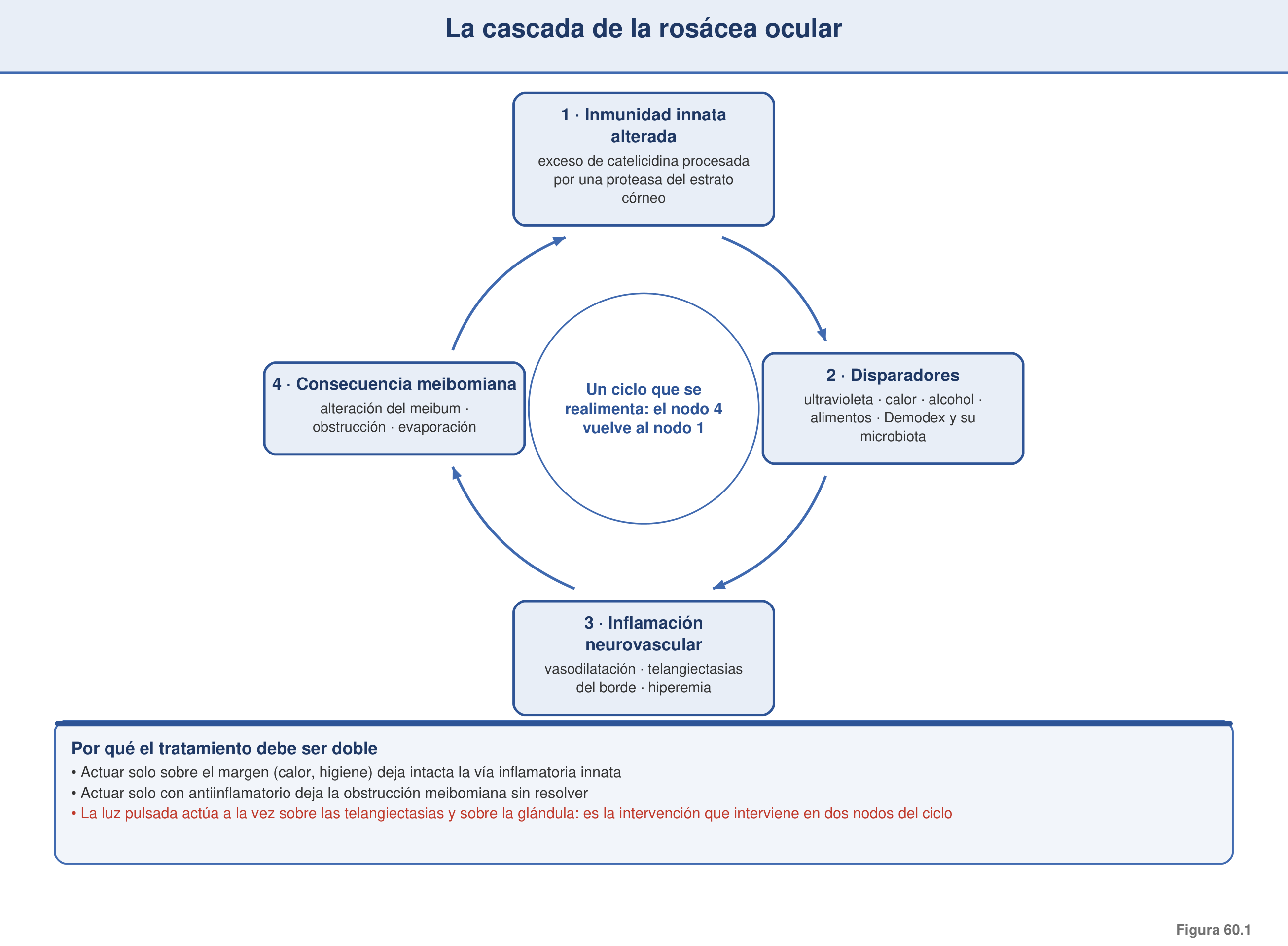 Figura 60.1 — La cascada de la rosácea ocular