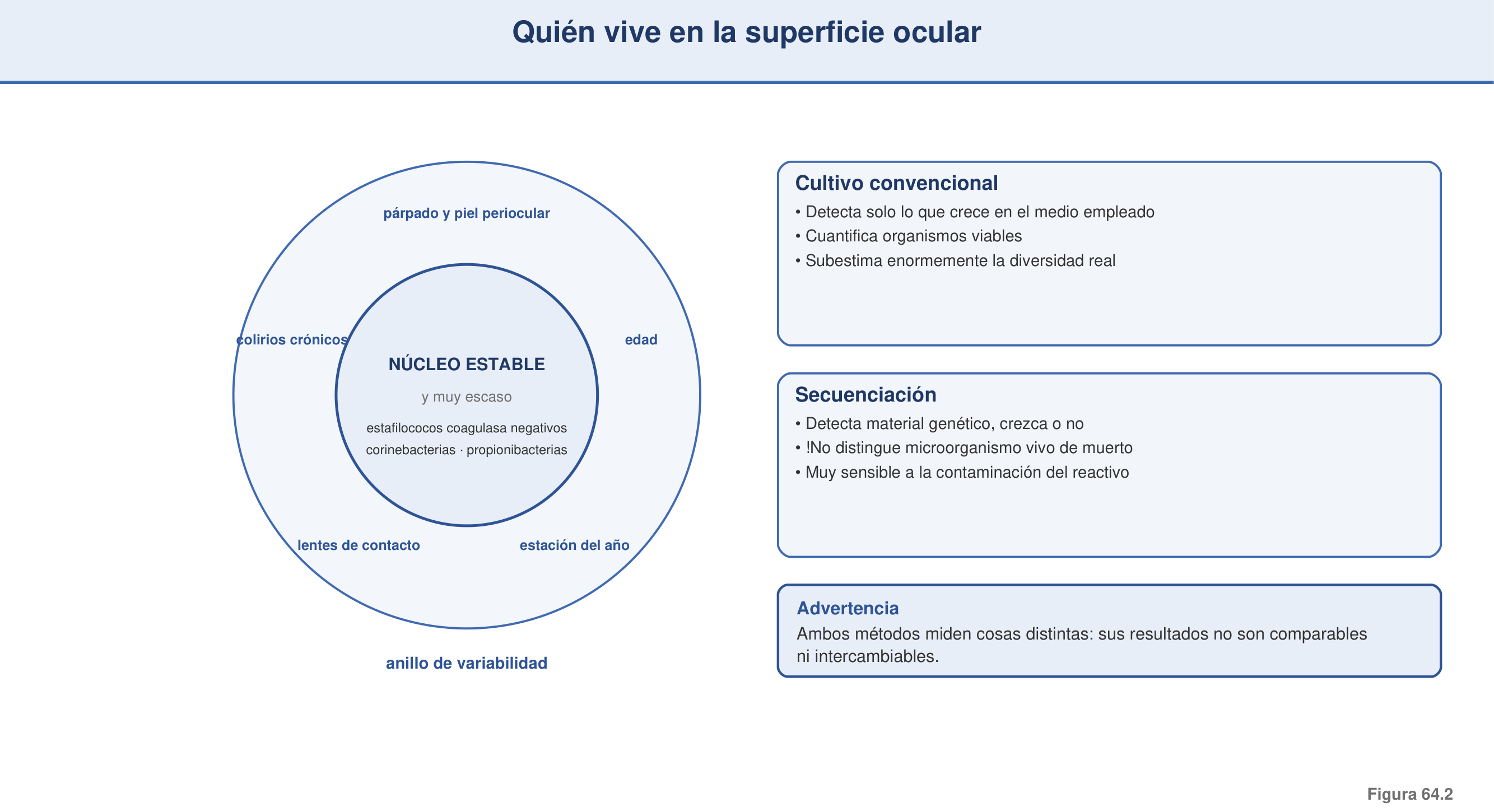 Figura 64.2 — Quién vive en la superficie ocular