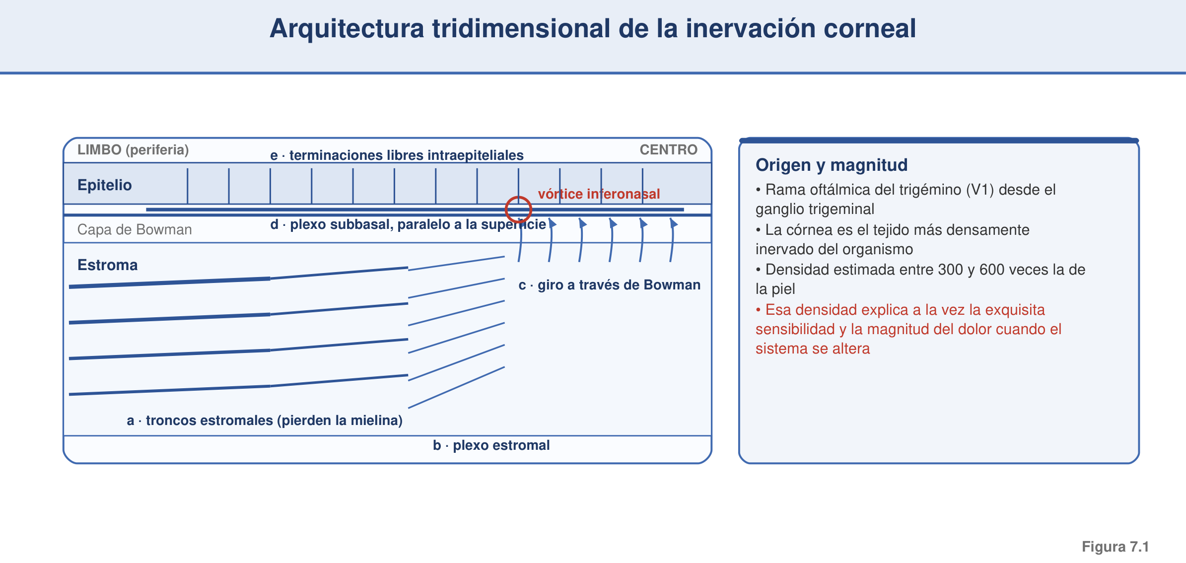 Figura 7.1 — Arquitectura tridimensional de la inervación corneal