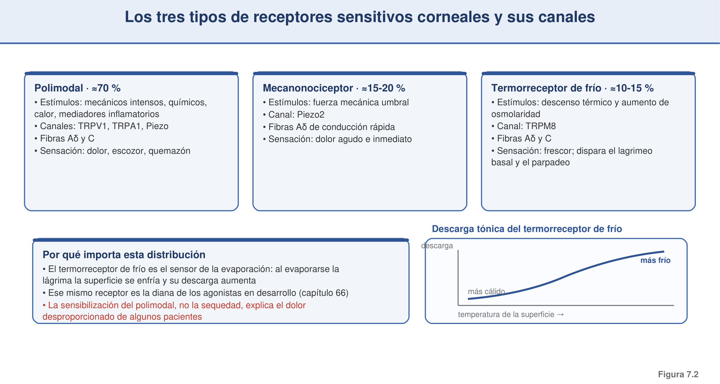 Figura 7.2 — Los tres tipos de receptores sensitivos y sus canales