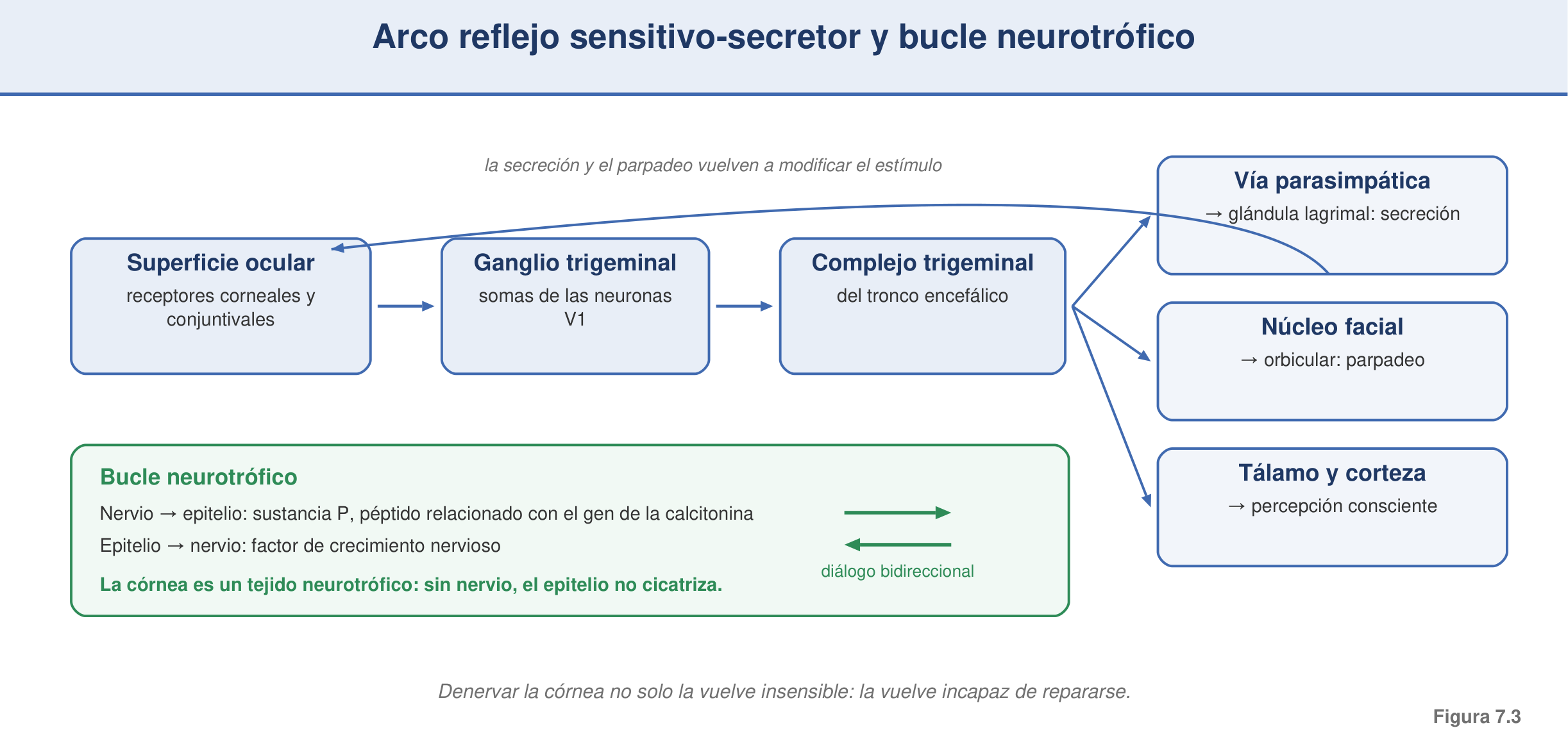Figura 7.3 — Arco reflejo sensitivo-secretor y del parpadeo; bucle neurotrófico