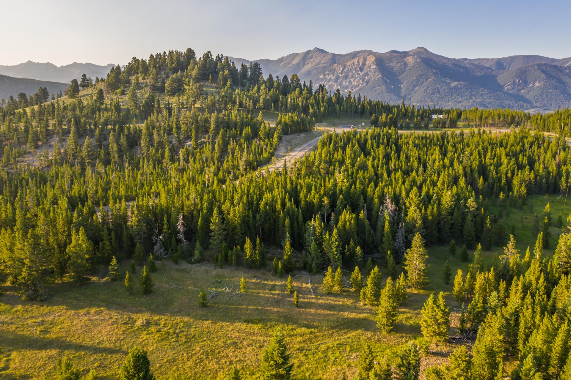 A 3.54-acre homesite in Wilderness Ridge at Spanish Peaks Mountain Club, gently sloped ground of meadow and lodgepole forest with the Spanish Peaks beyond, Big Sky, Montana