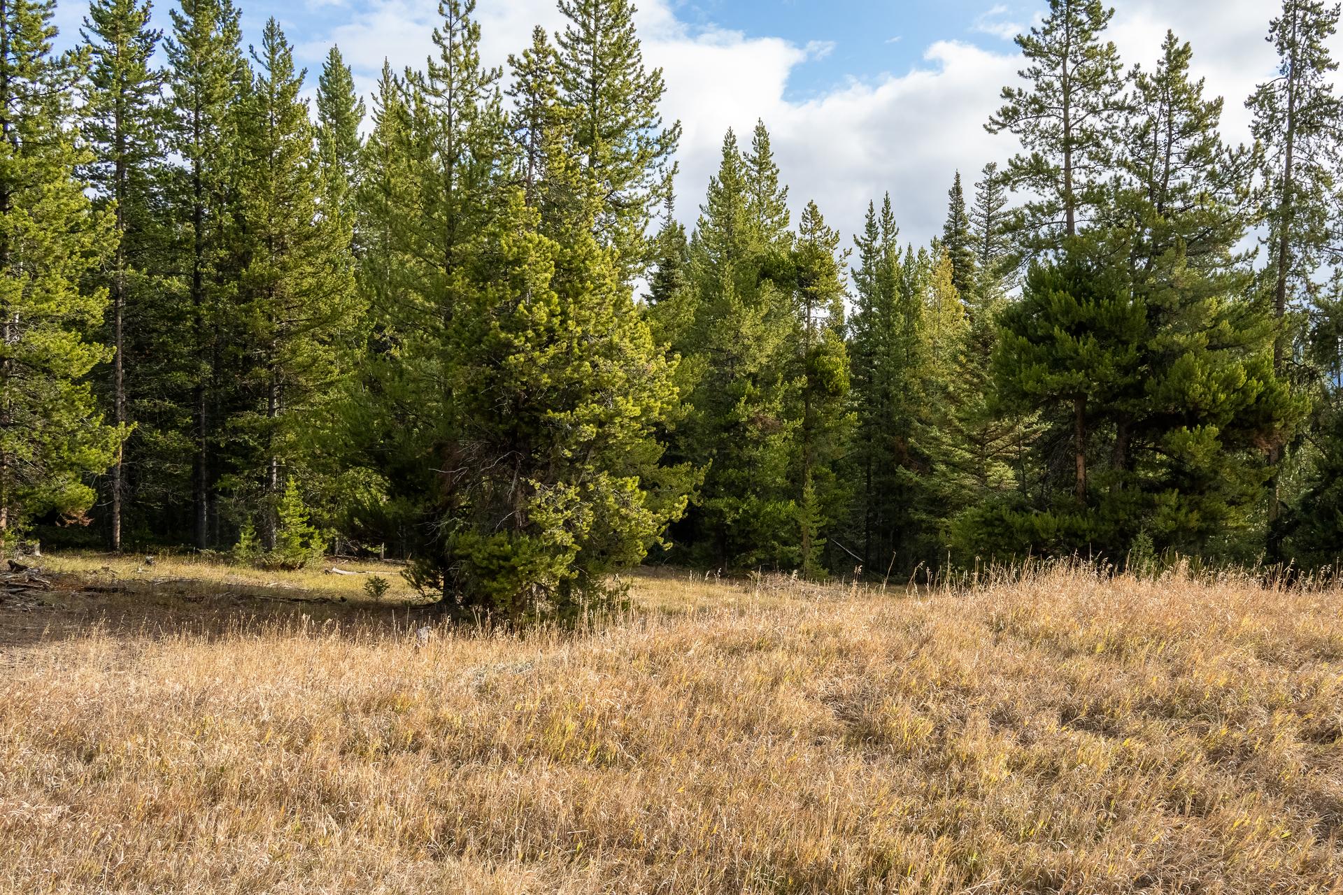 Open meadow ground across the Lot 88 Crown Butte homesite, edged by mature old-growth pines