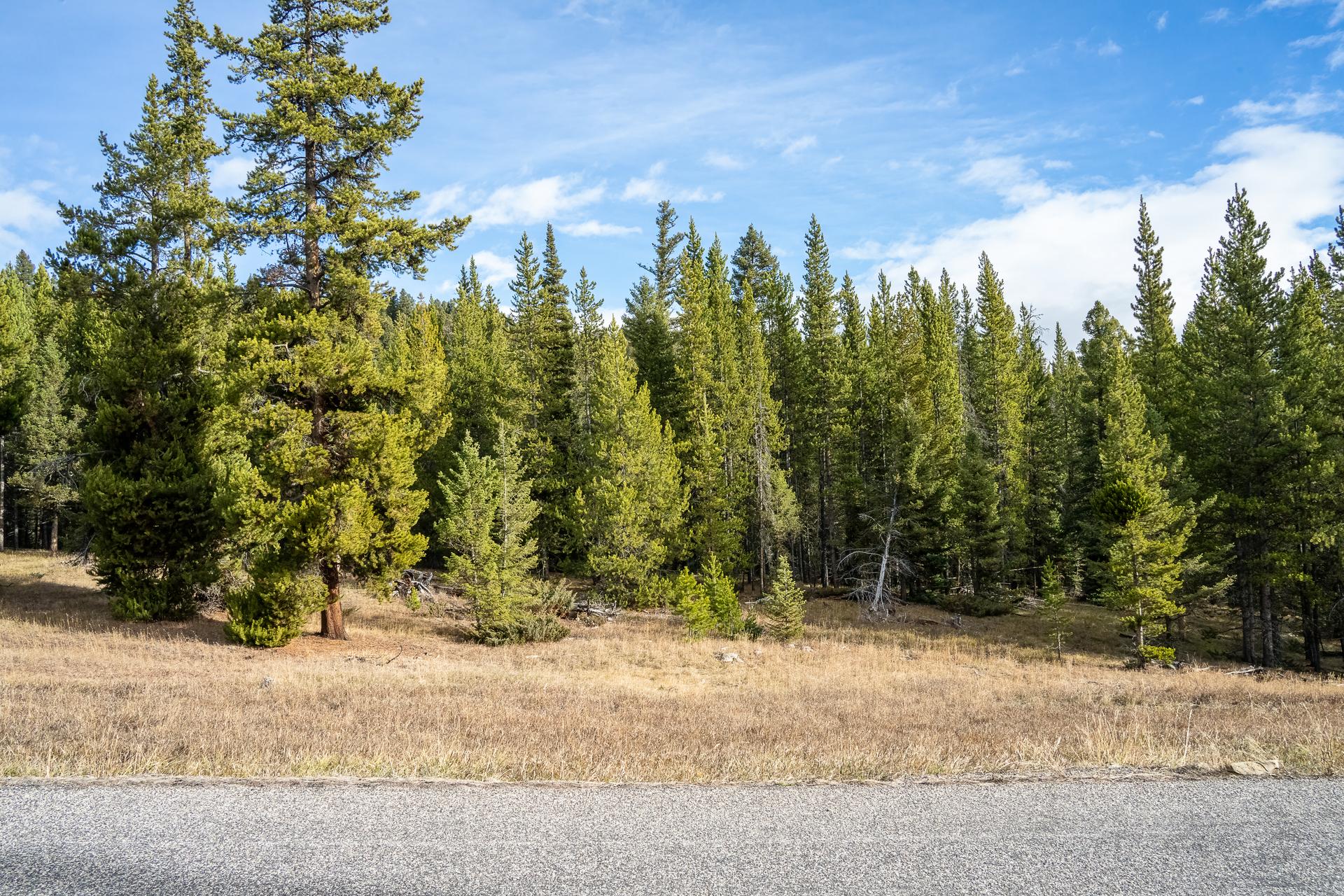 Meadow ground at Lot 88 Crown Butte rising gently from the road to a dense stand of old-growth pines