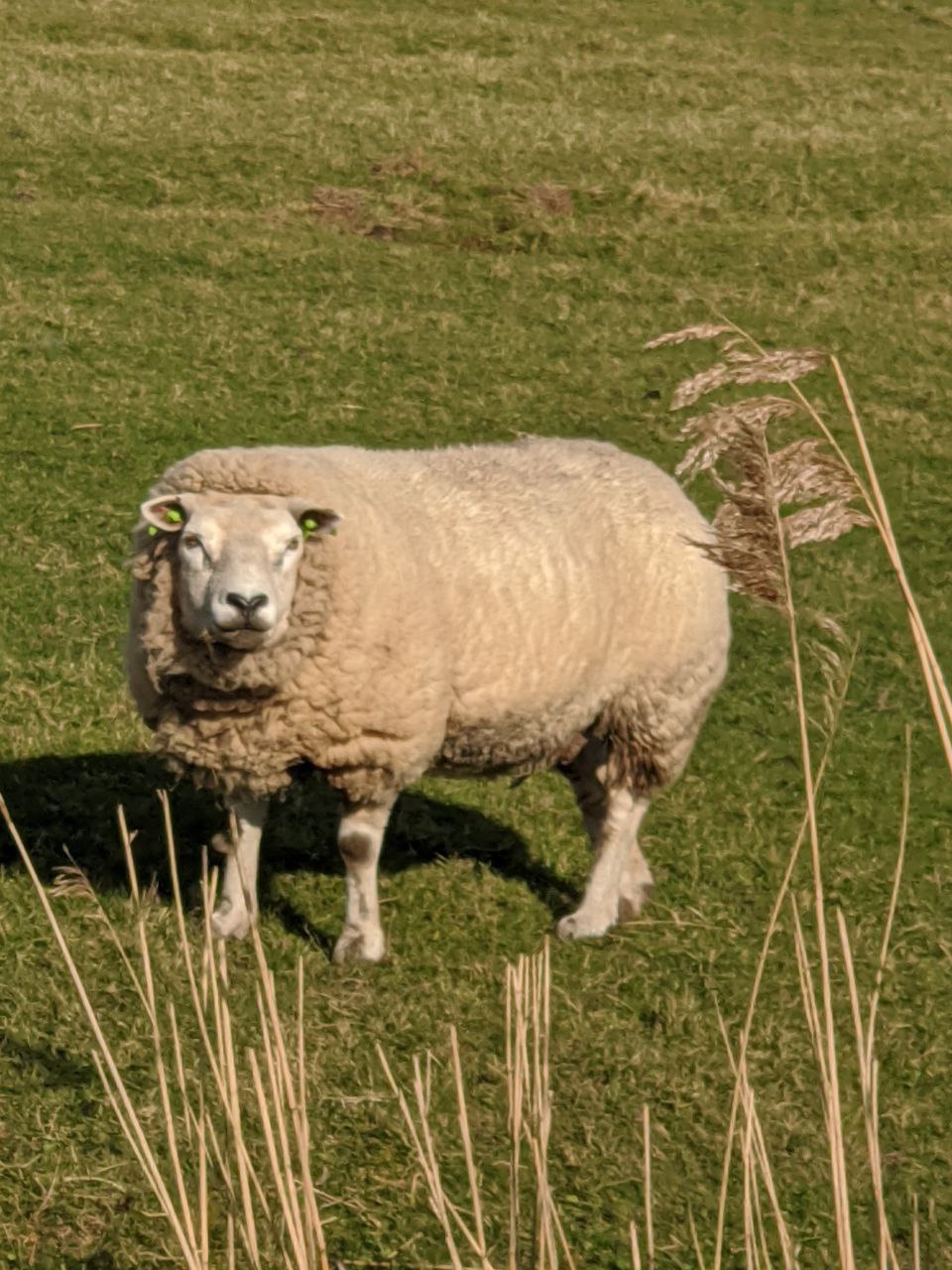 Source sheep image