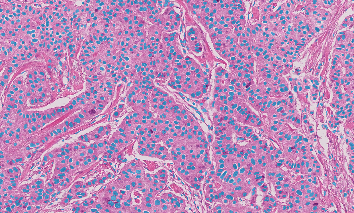 Image of nuclei labels overlaid on histology.