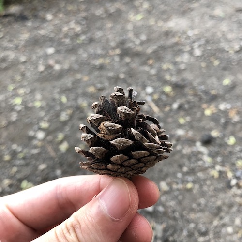 pinecone