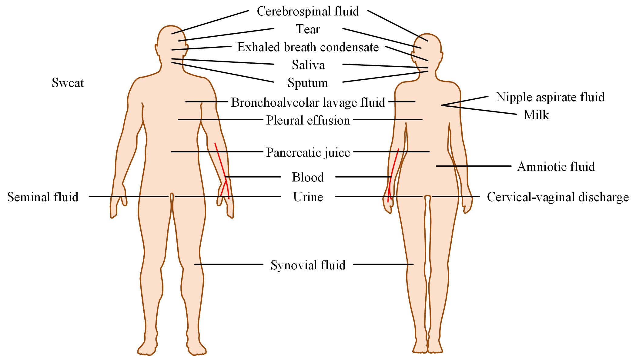 Distribution of human body fluids