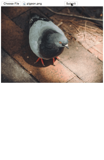 pigeon-app