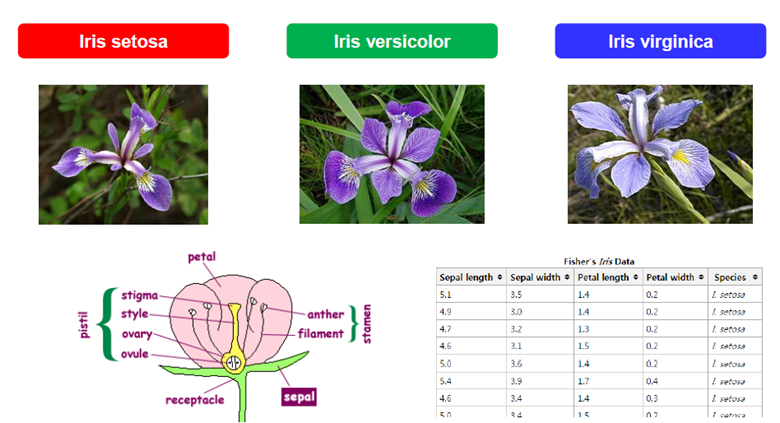 Iris 데이터 구조