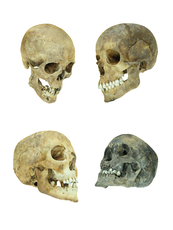 3d skulls