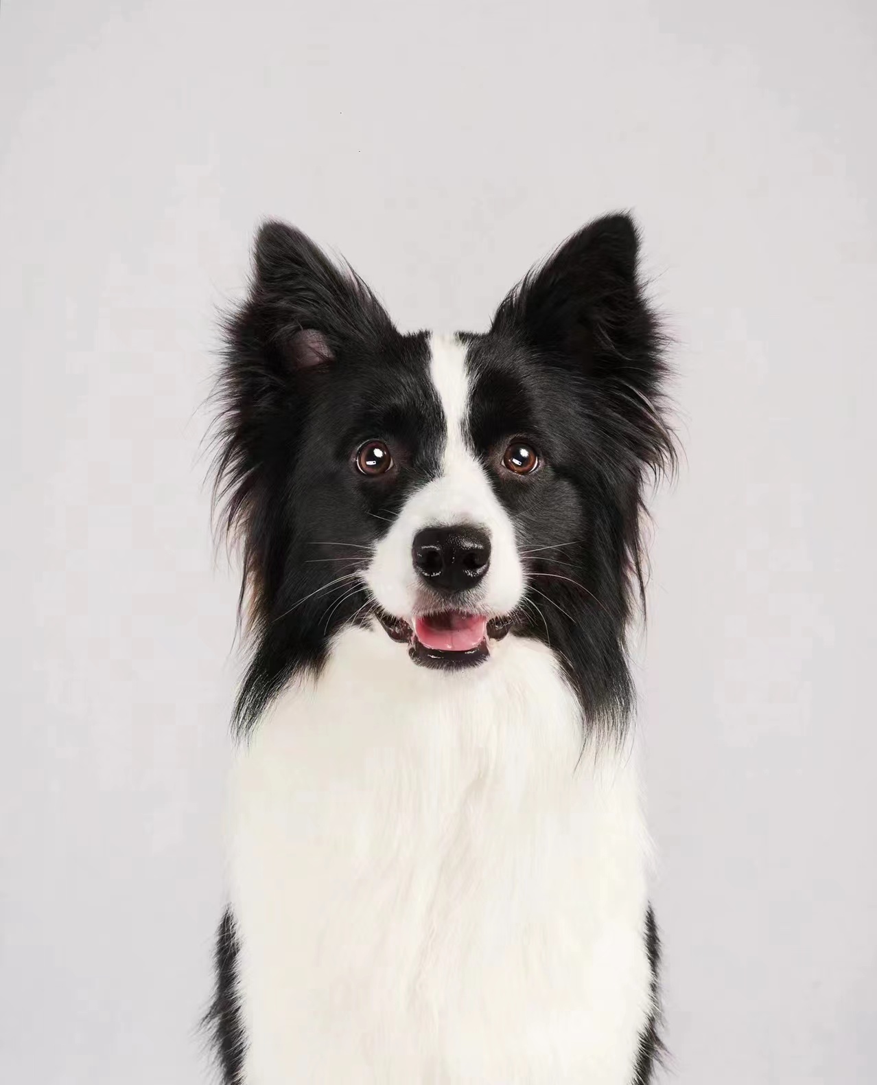 DogeCollie